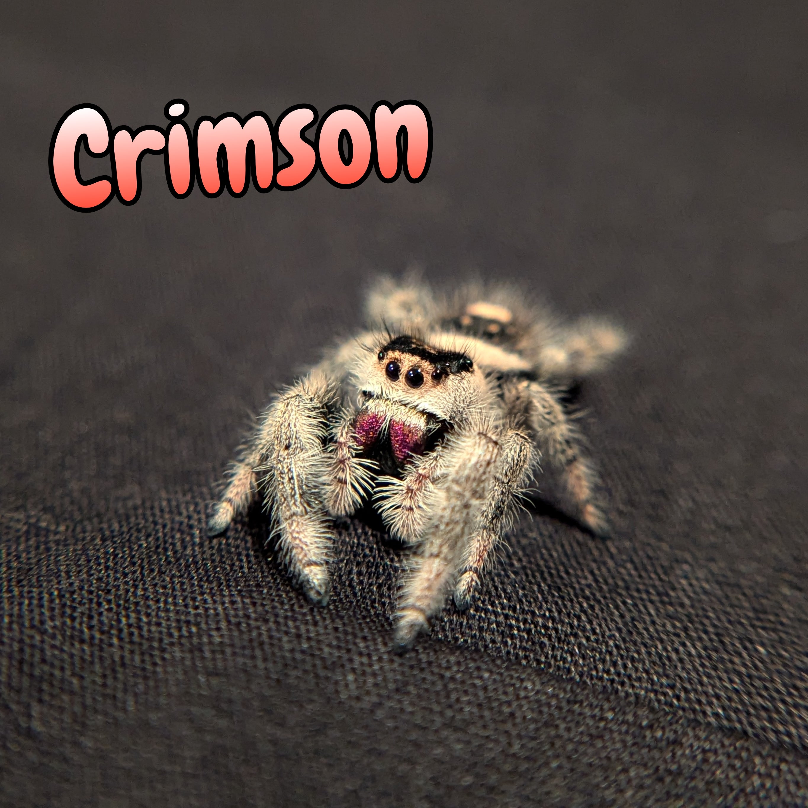 Regal Jumping Spider "Crimson"