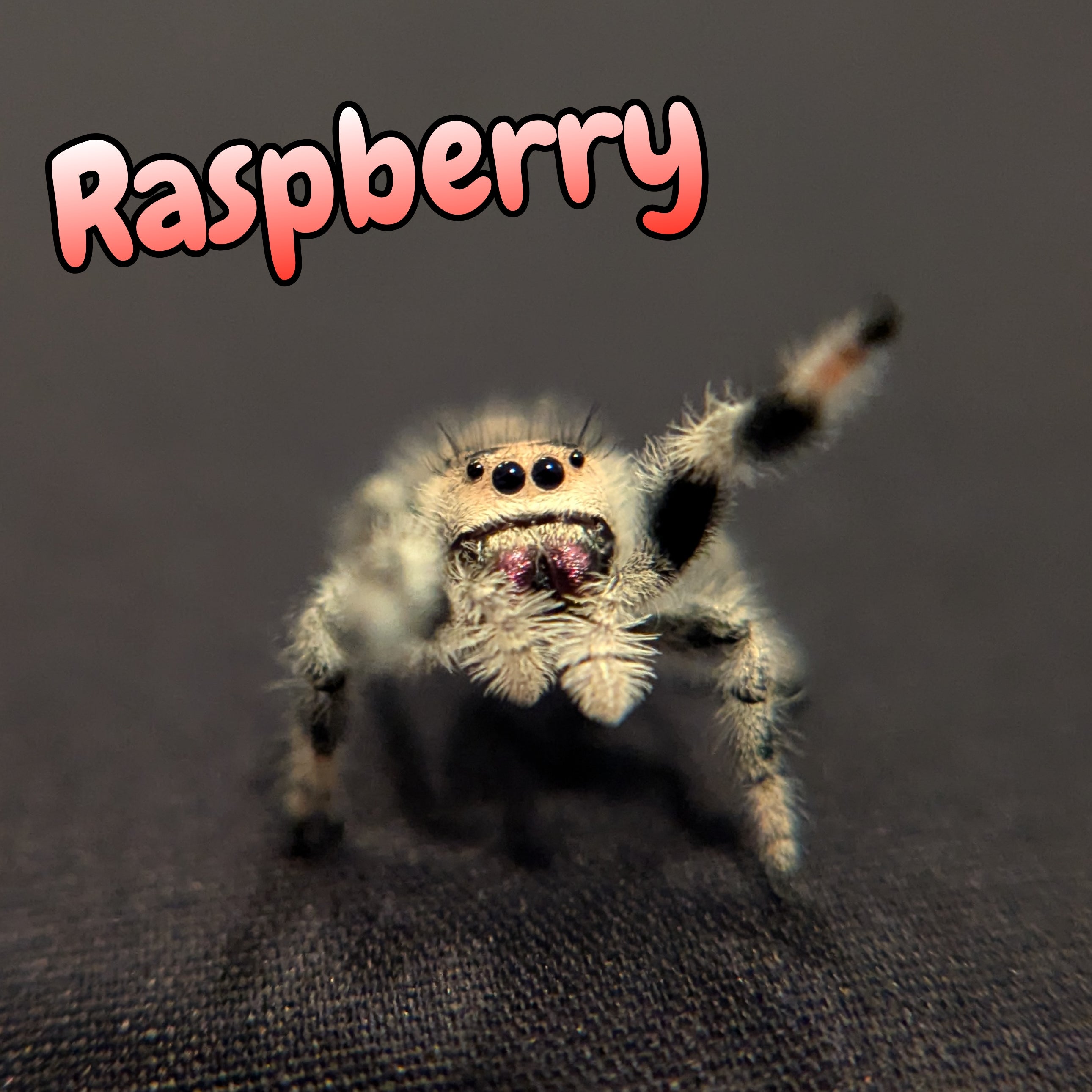 Regal Jumping Spider "Raspberry"