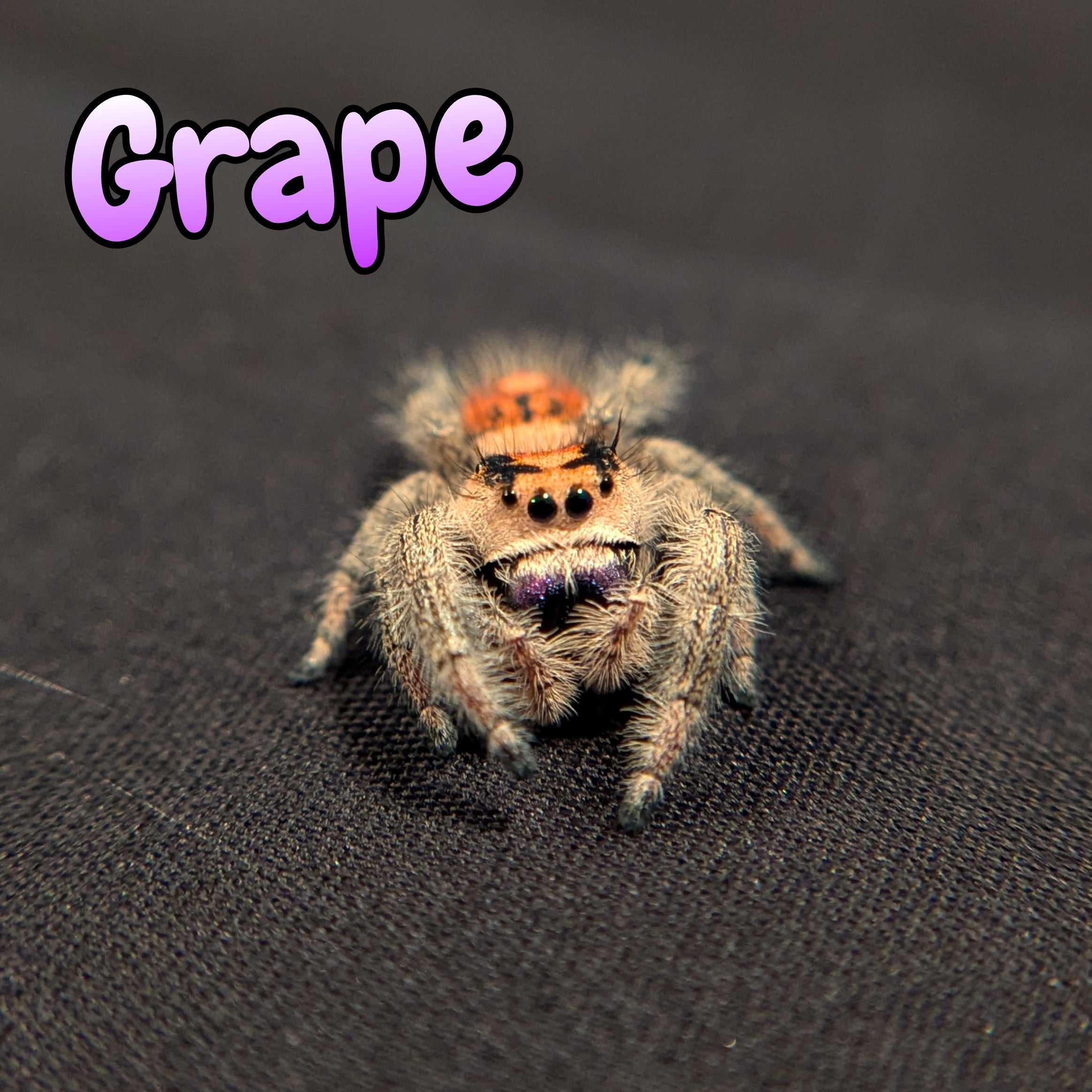 Regal Jumping Spider "Grape"