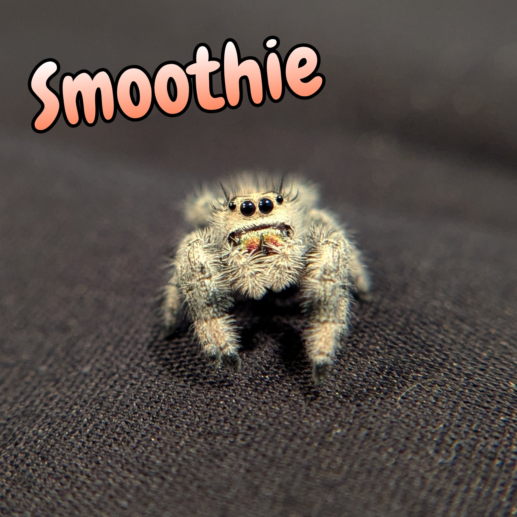 Regal Jumping Spider "Smoothie"