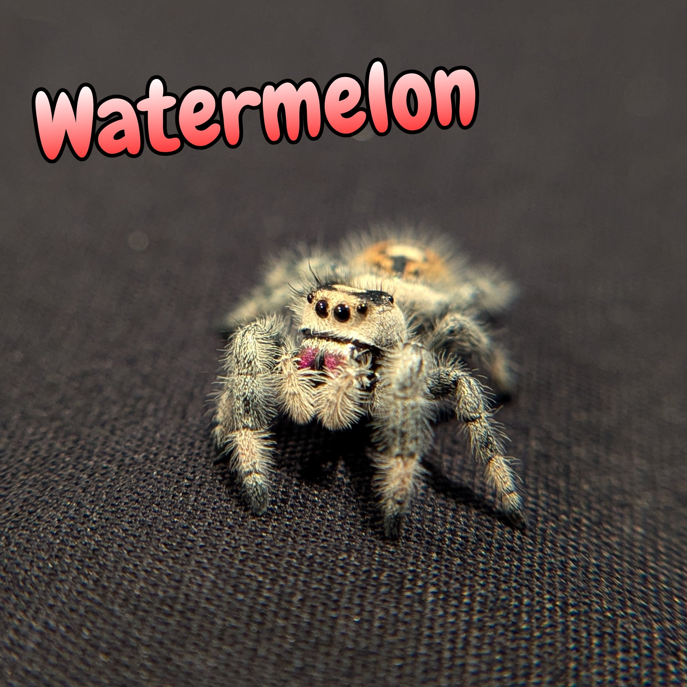 Regal Jumping Spider "Watermelon"