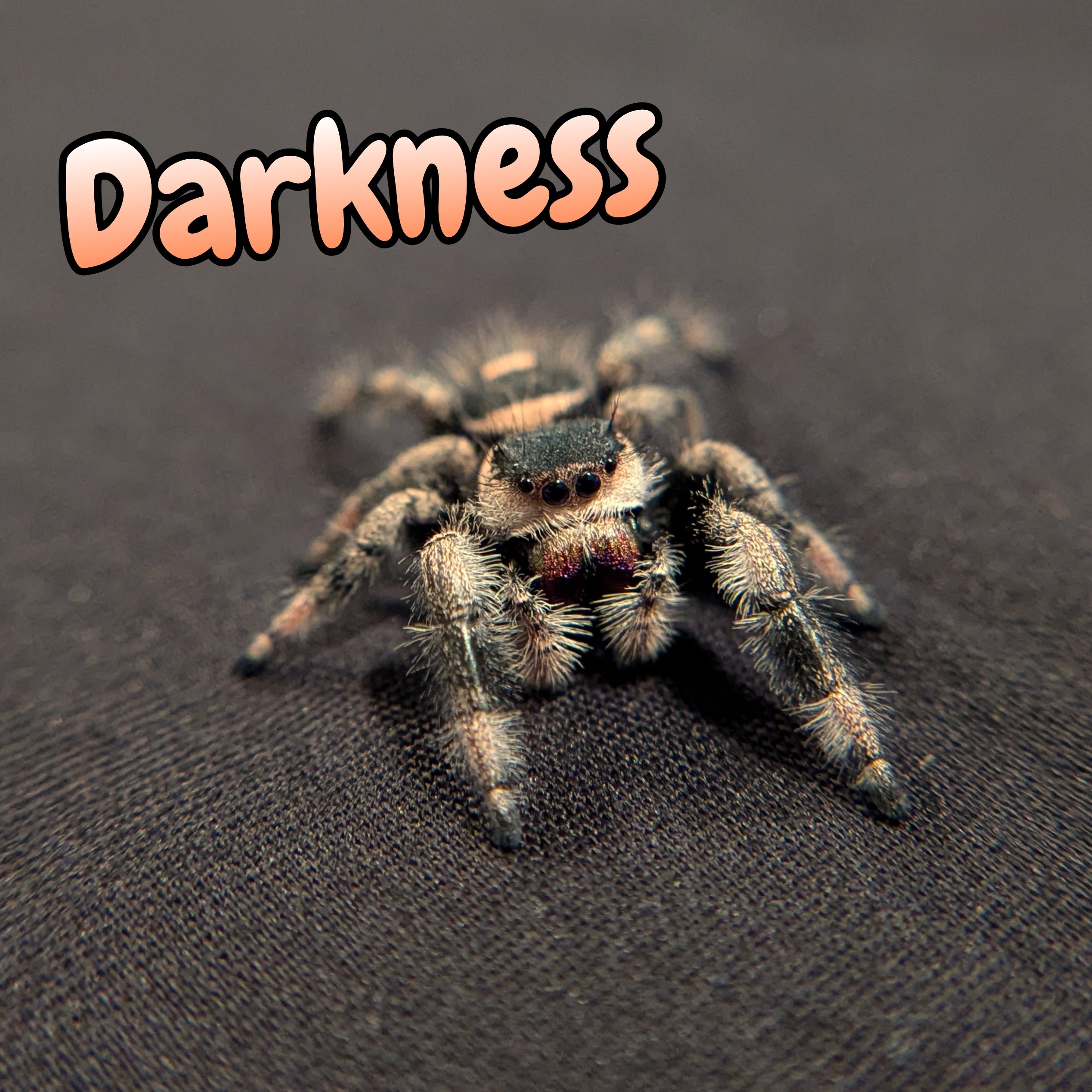 Regal Jumping Spider "Darkness"