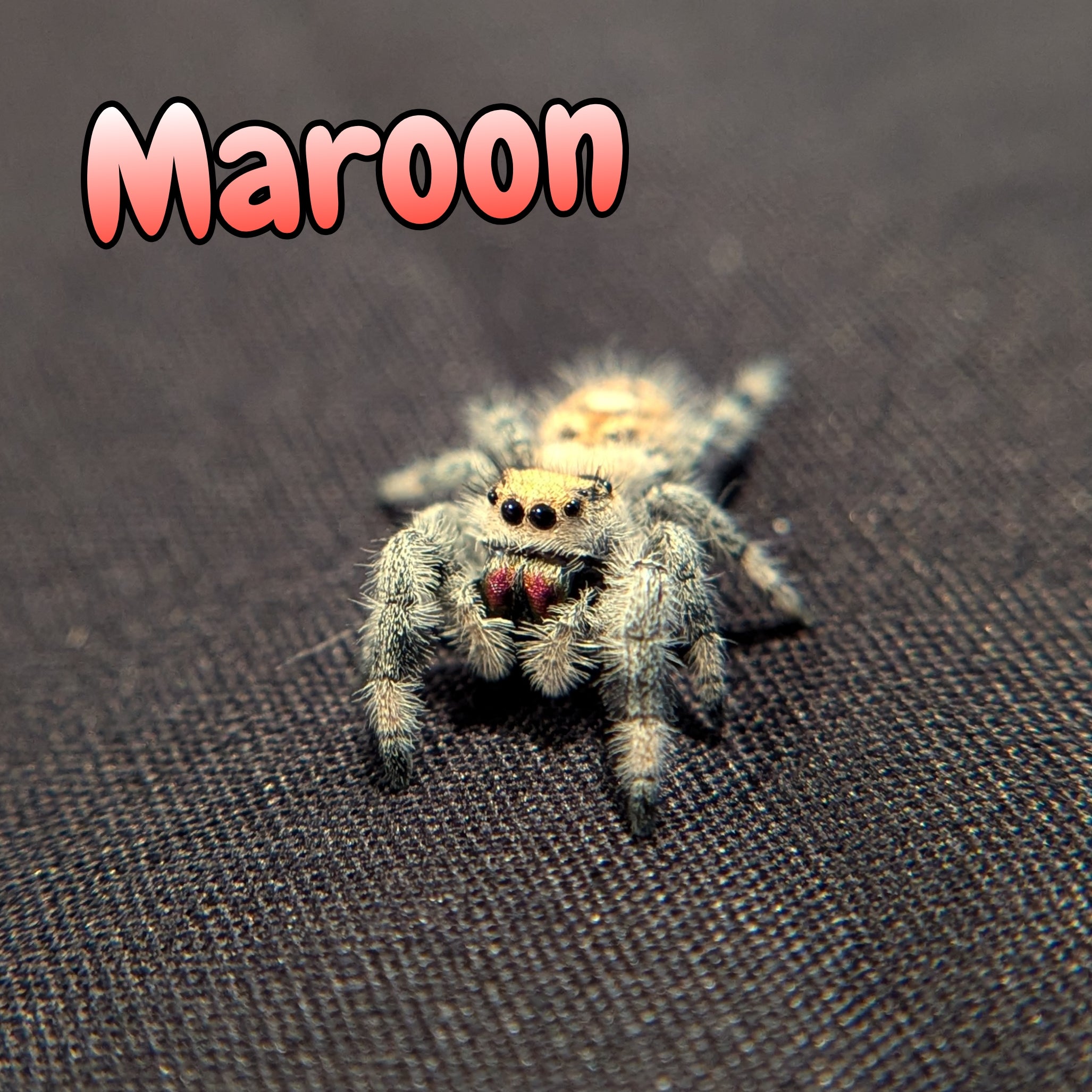 Regal Jumping Spider "Maroon"