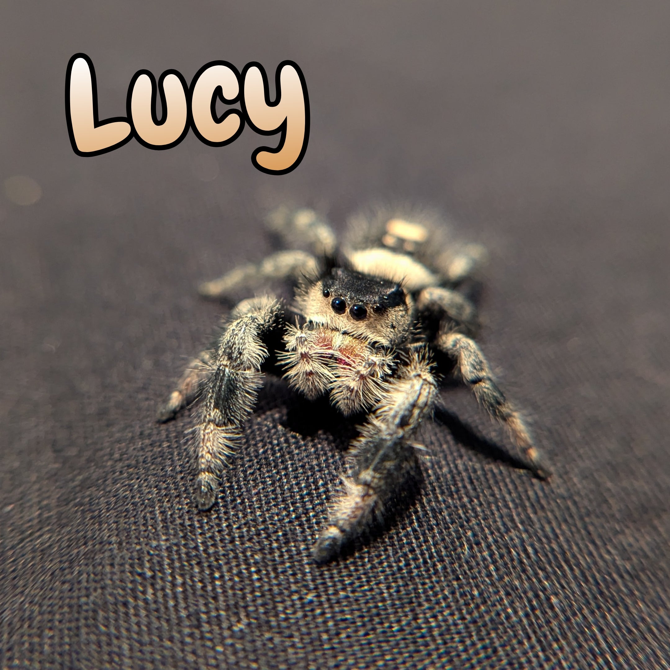 Regal Jumping Spider "Lucy" (Dark Phase)