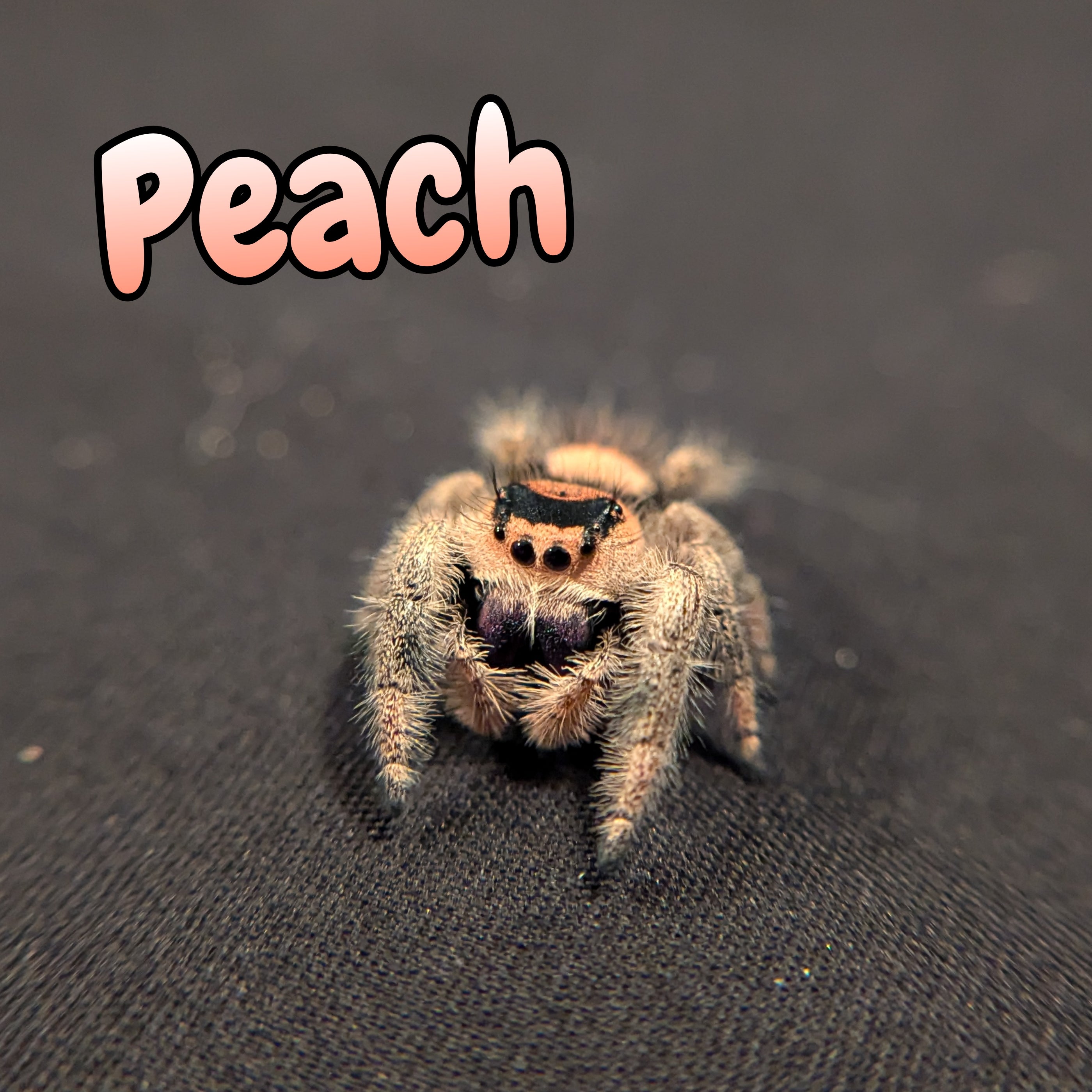 Regal Jumping Spider "Peach"