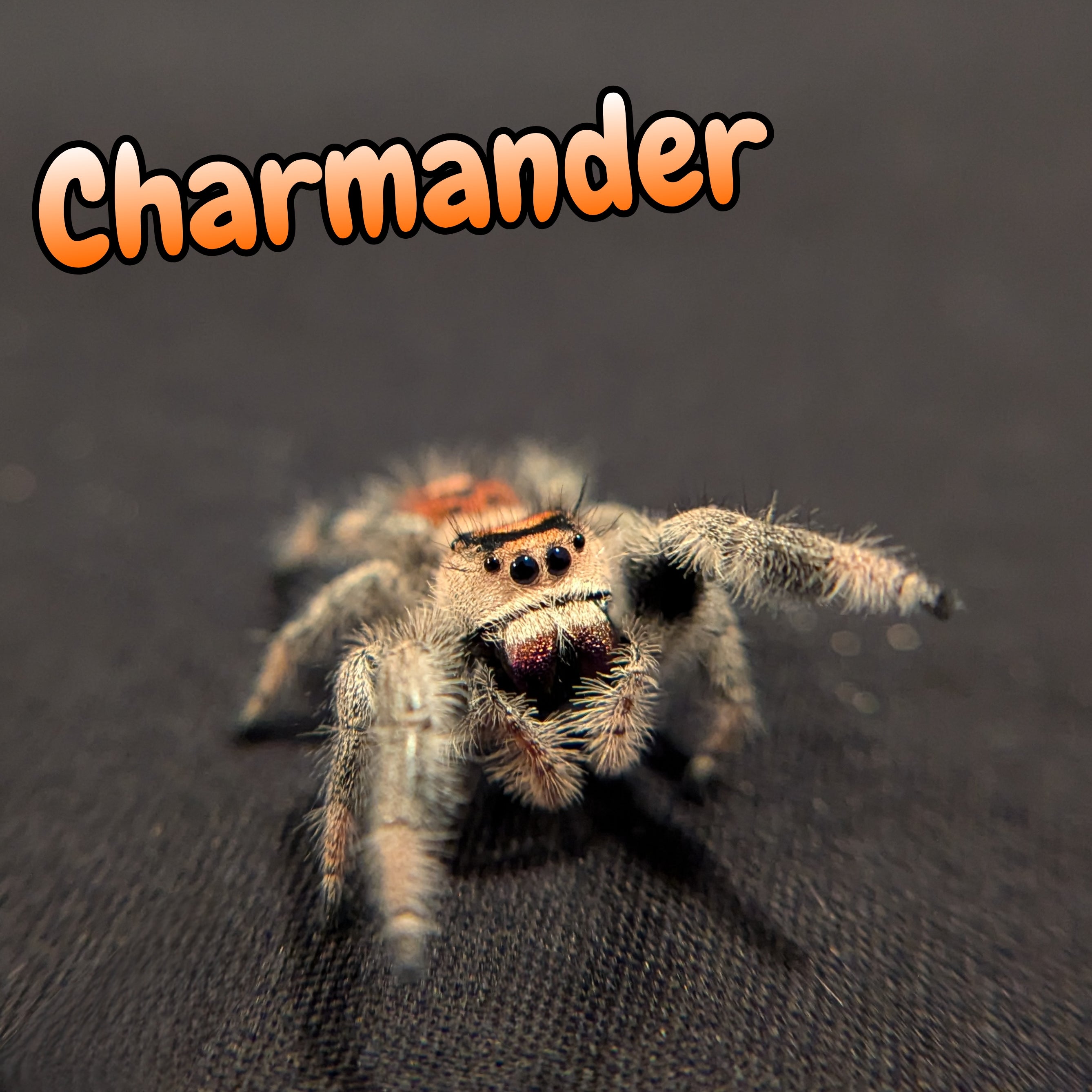 Regal Jumping Spider "Charmander"