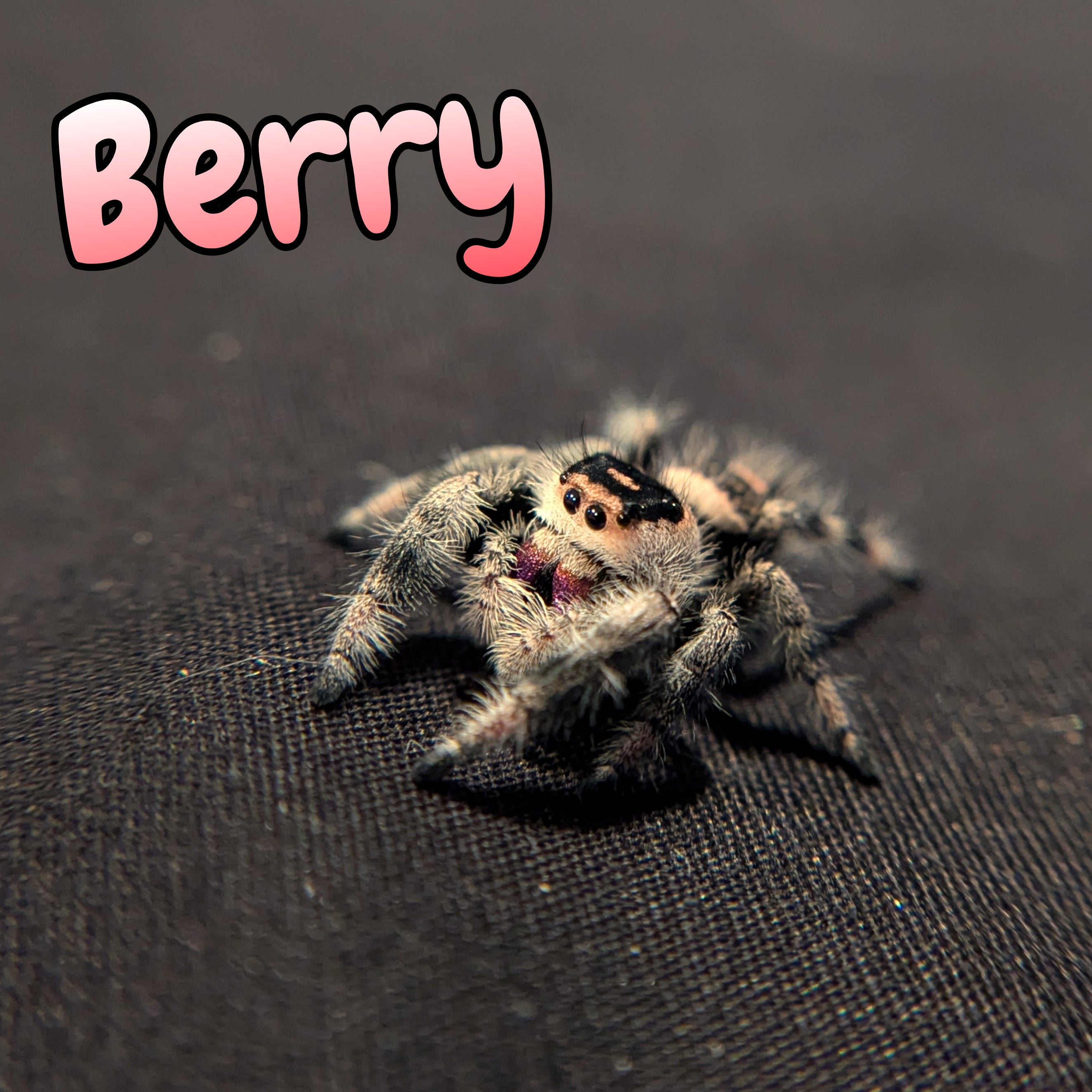 Regal Jumping Spider "Berry"