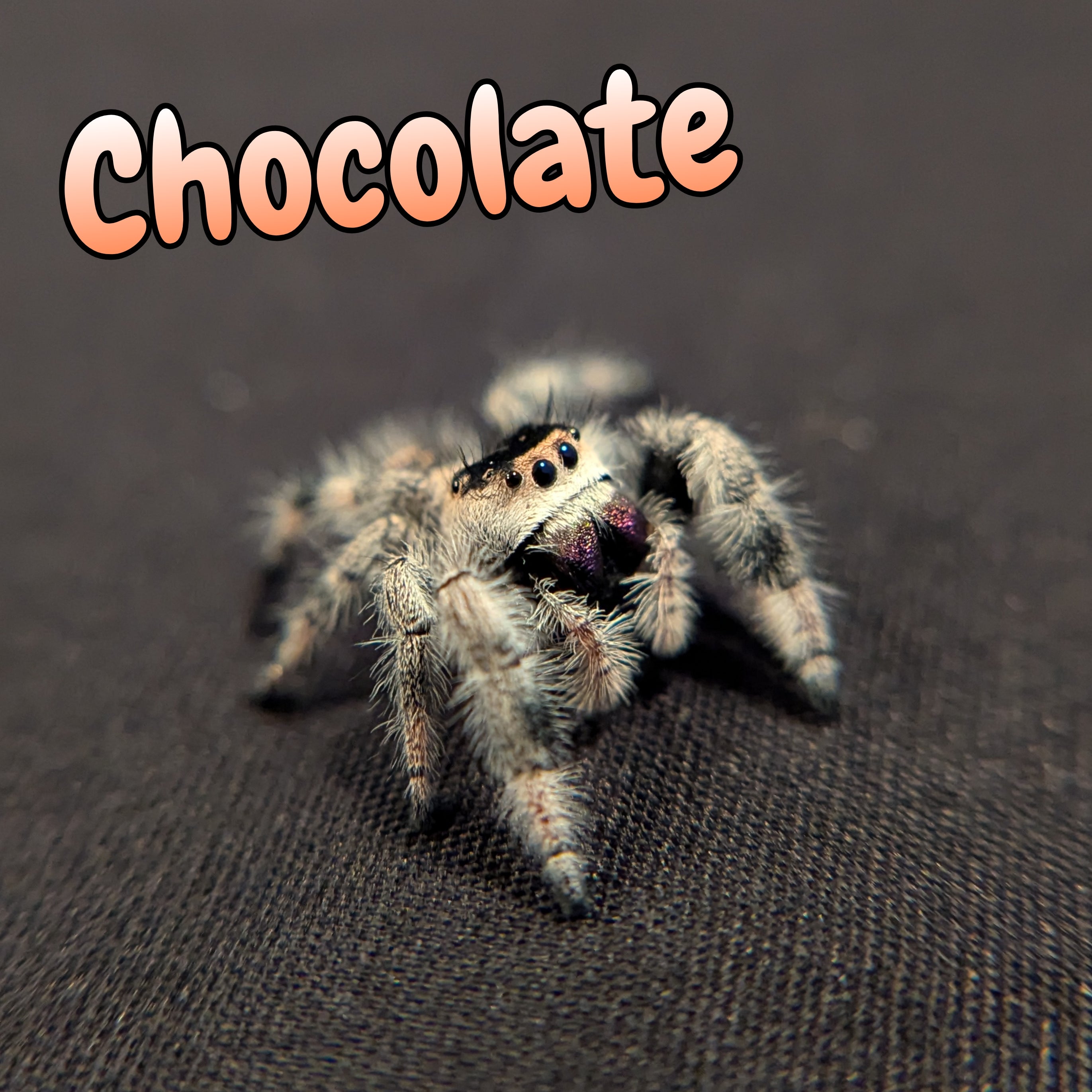 Regal Jumping Spider "Chocolate"