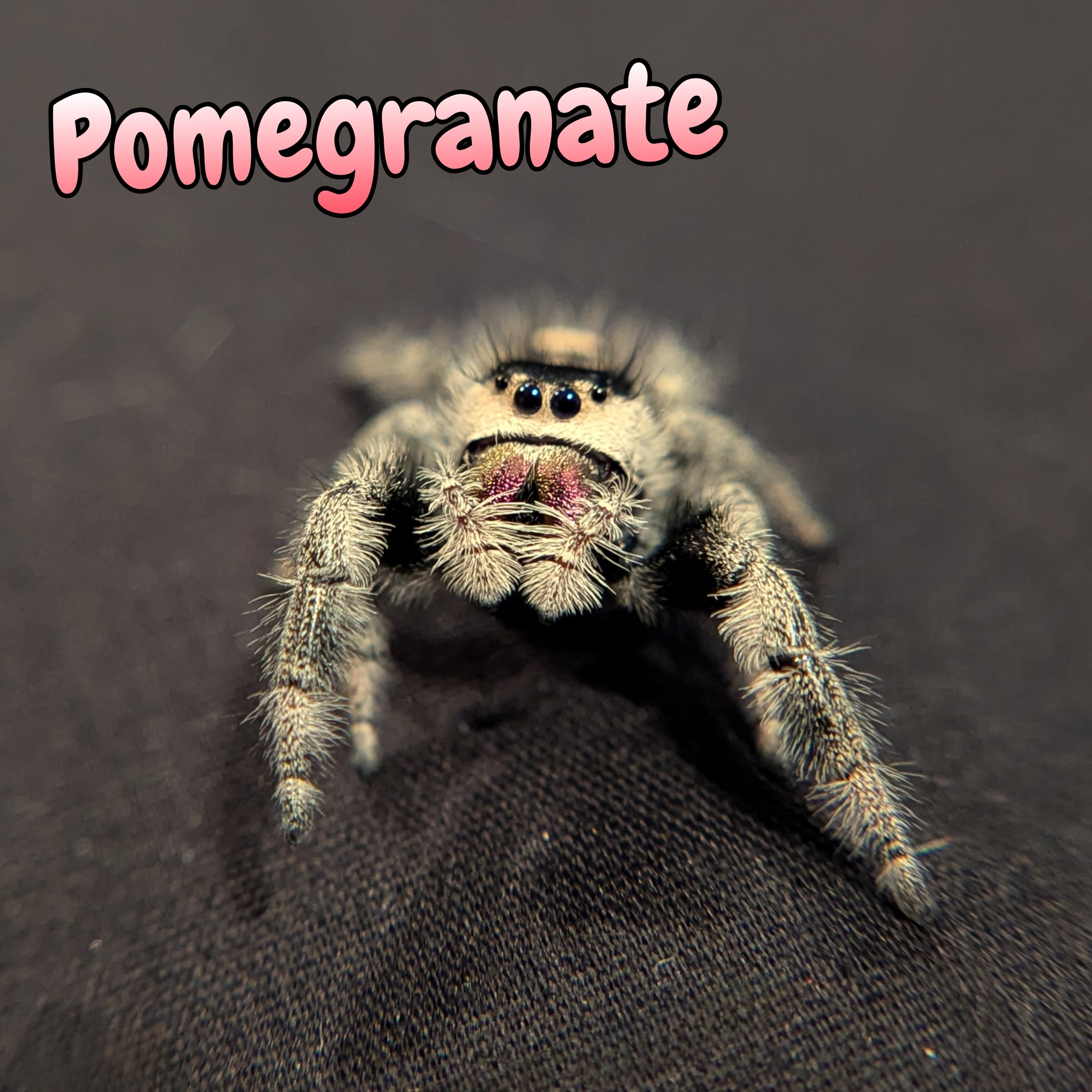 Regal Jumping Spider "Pomegranate"