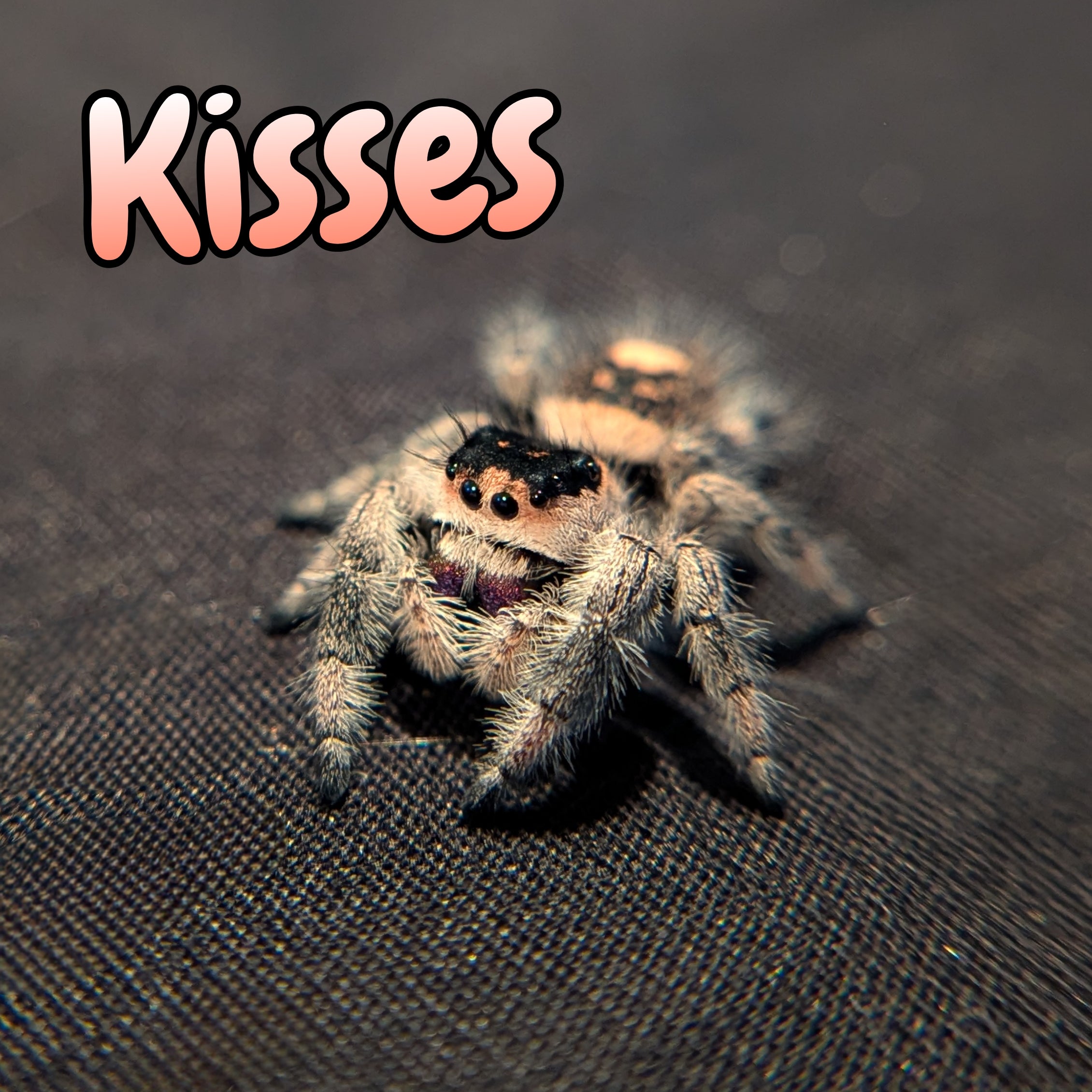 Regal Jumping Spider "Kisses"