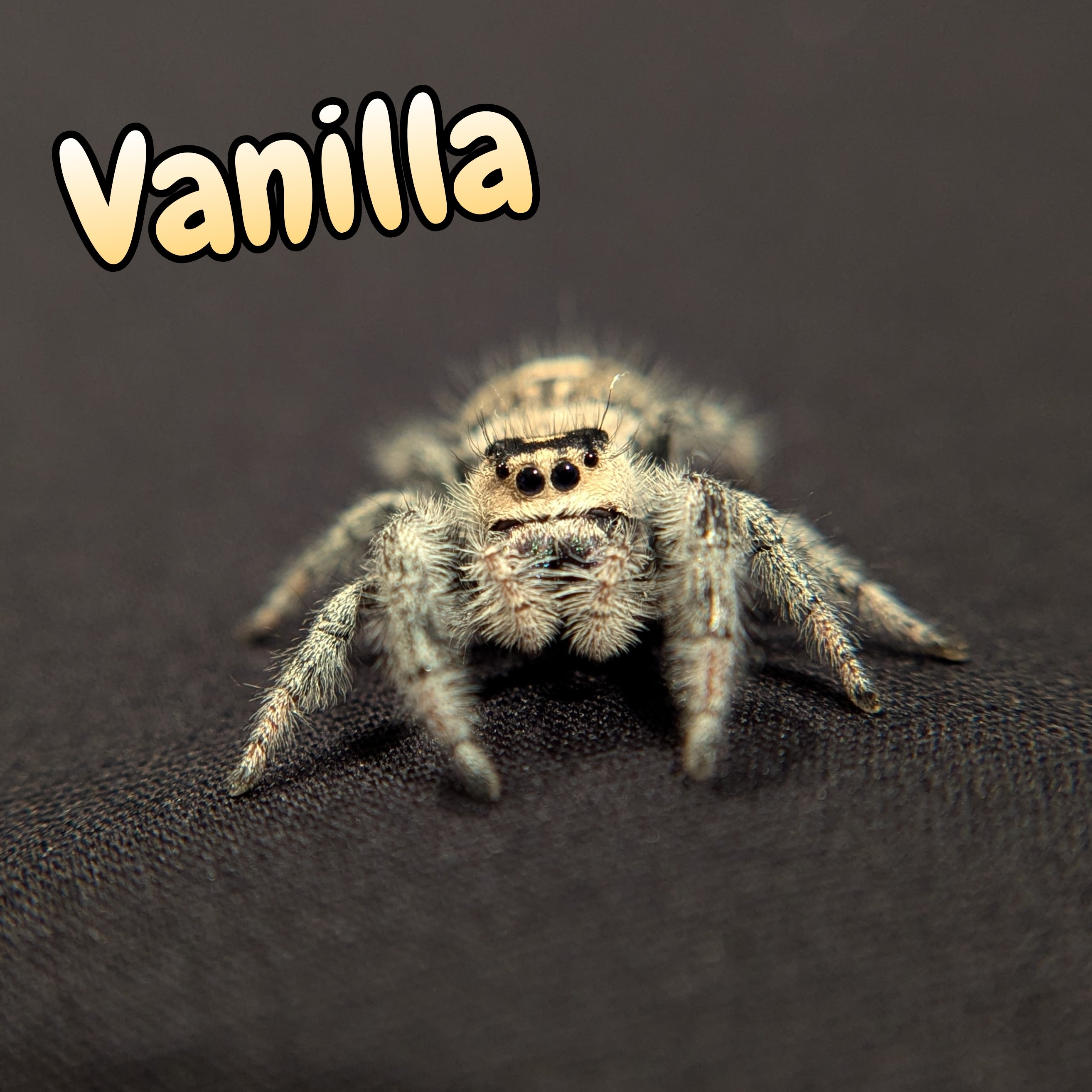 Regal Jumping Spider "Vanilla"