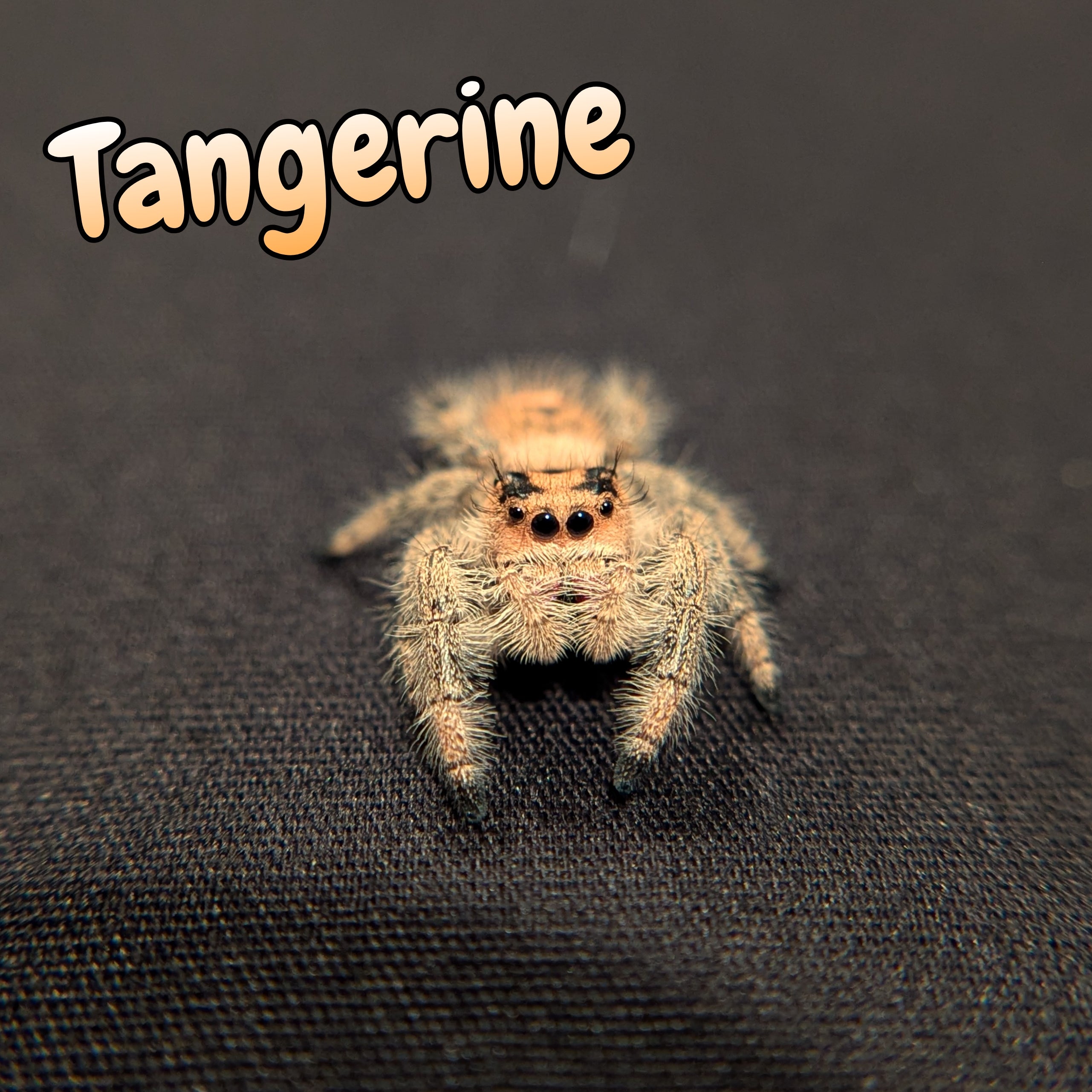 Regal Jumping Spider "Tangerine"