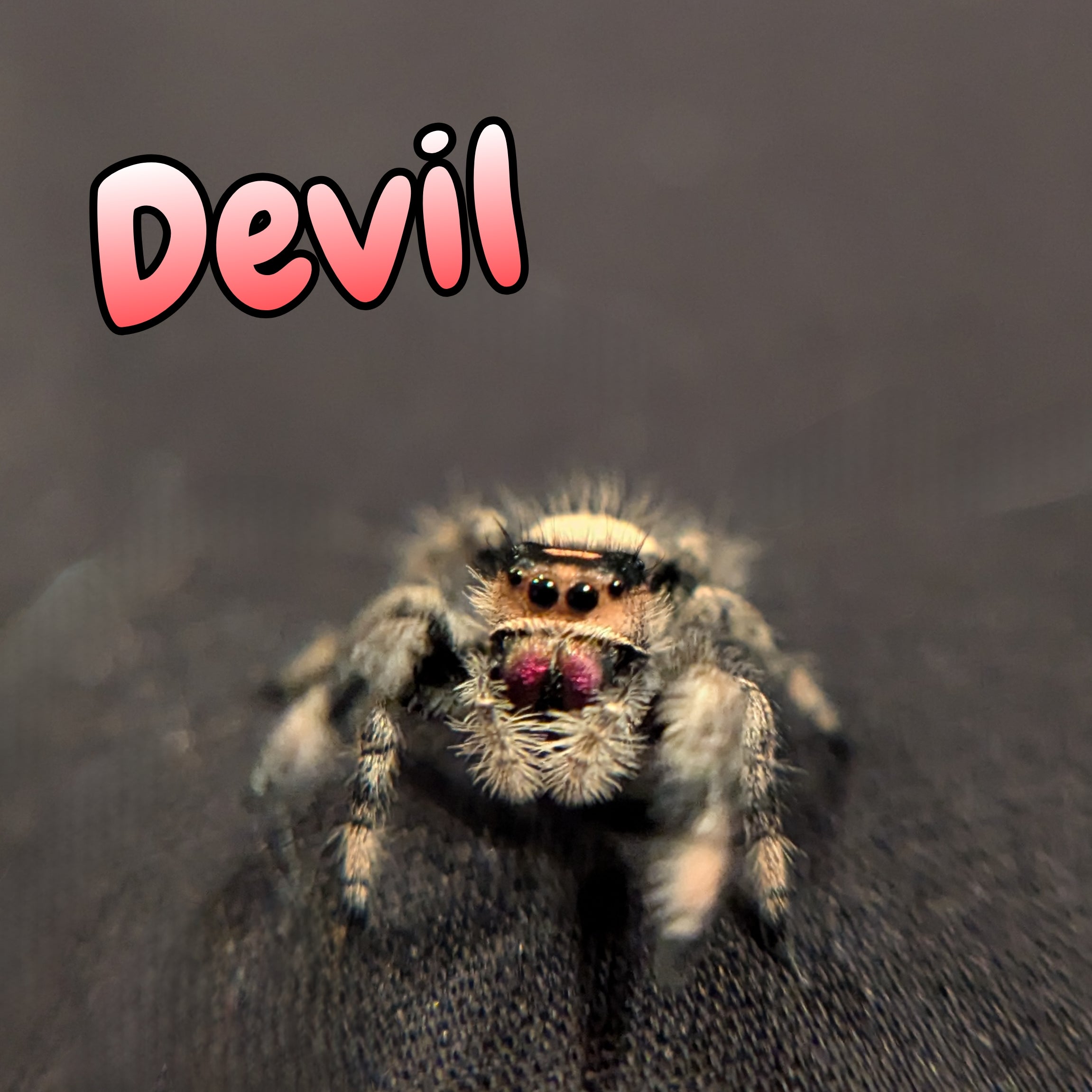 Regal Jumping Spider "Devil"