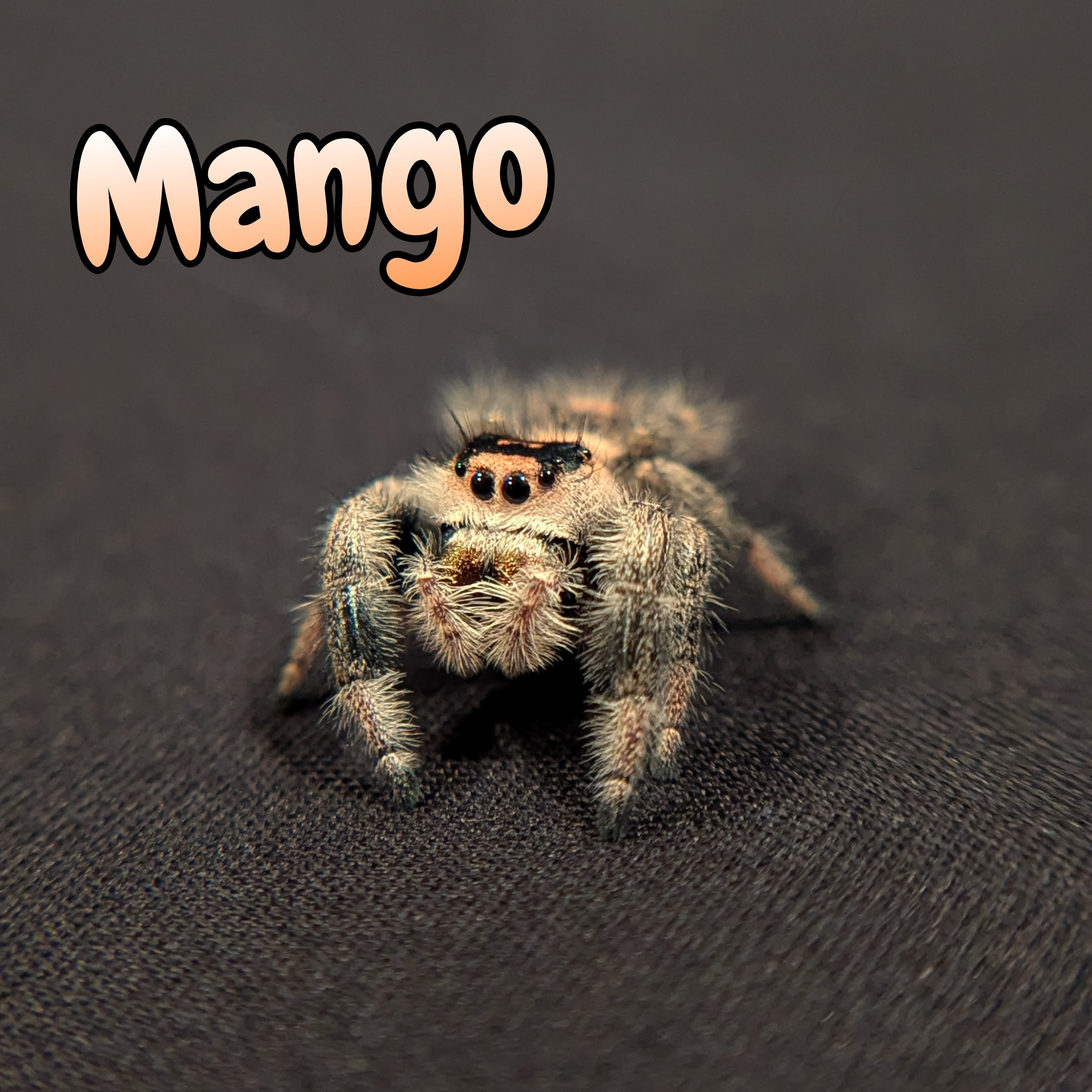 Regal Jumping Spider "Mango"