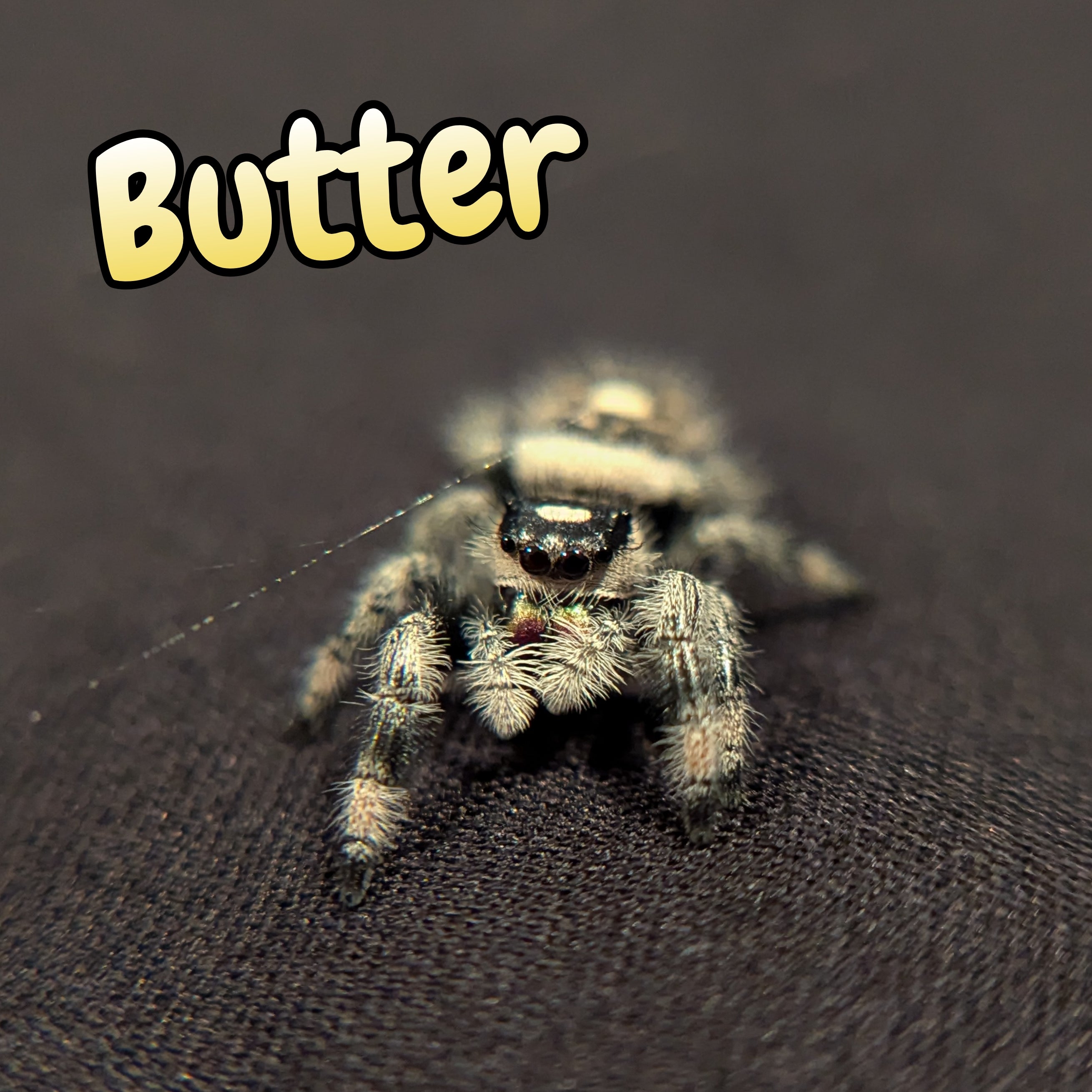 Regal Jumping Spider "Butter"