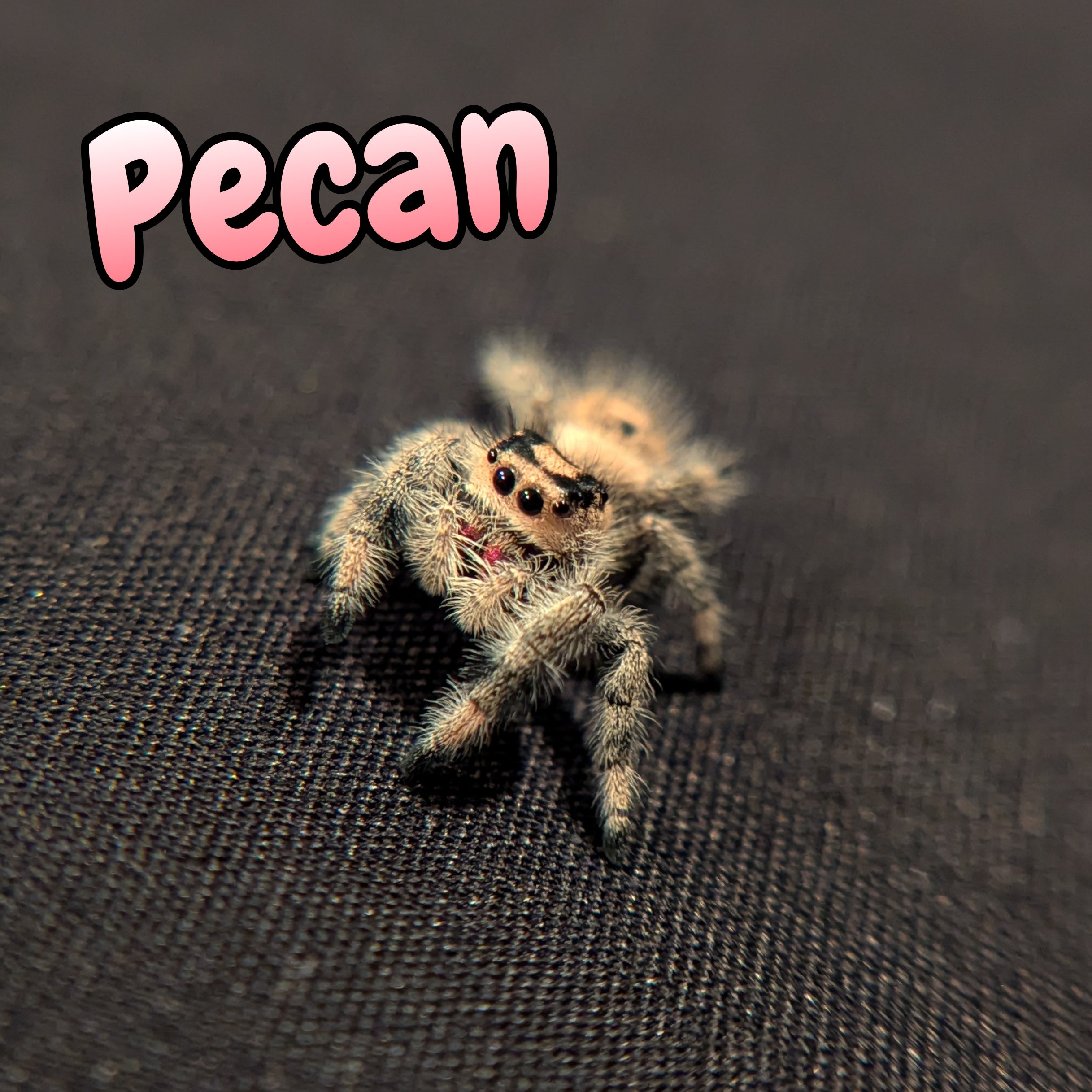 Regal Jumping Spider "Pecan"