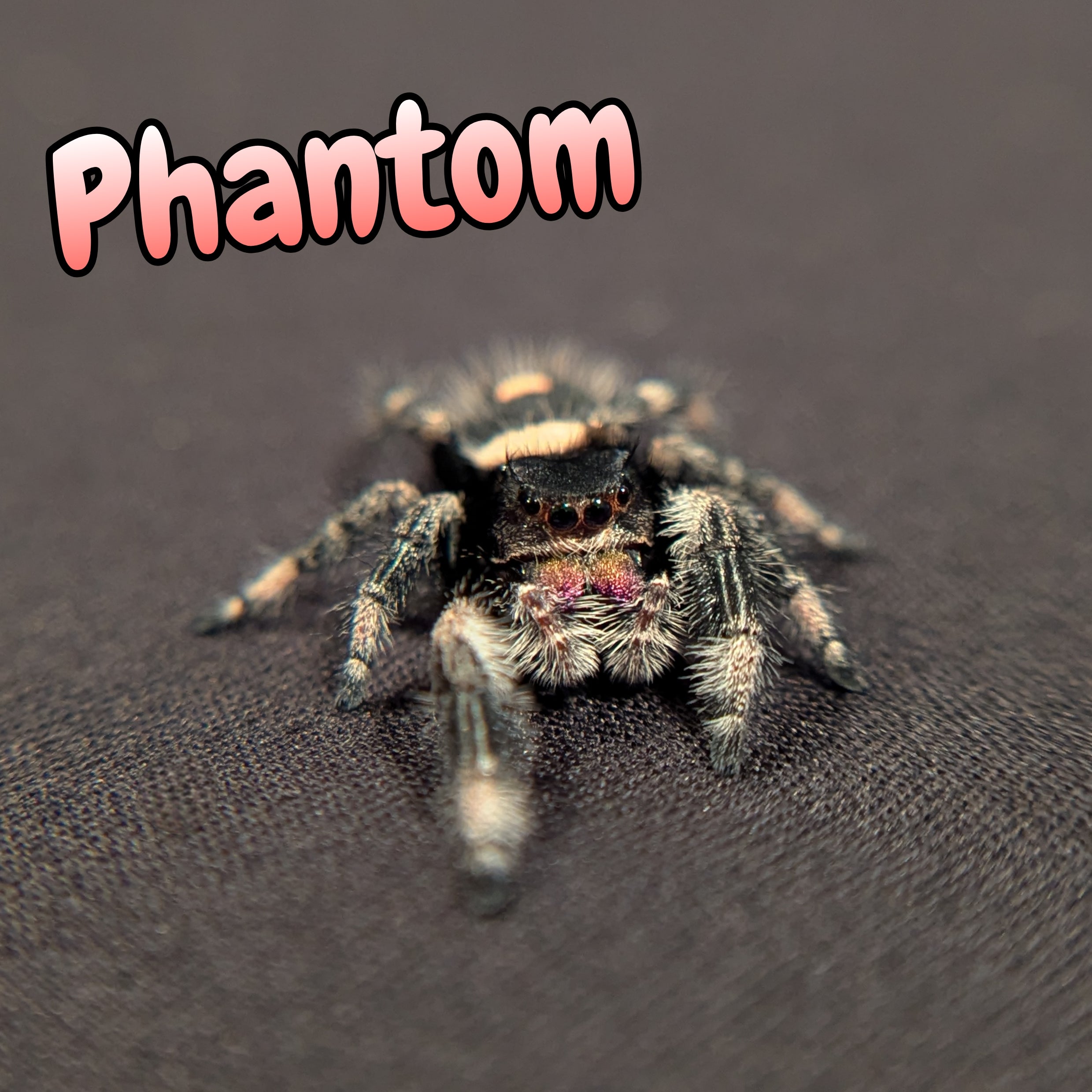 Regal Jumping Spider "Phantom" Dark Phase