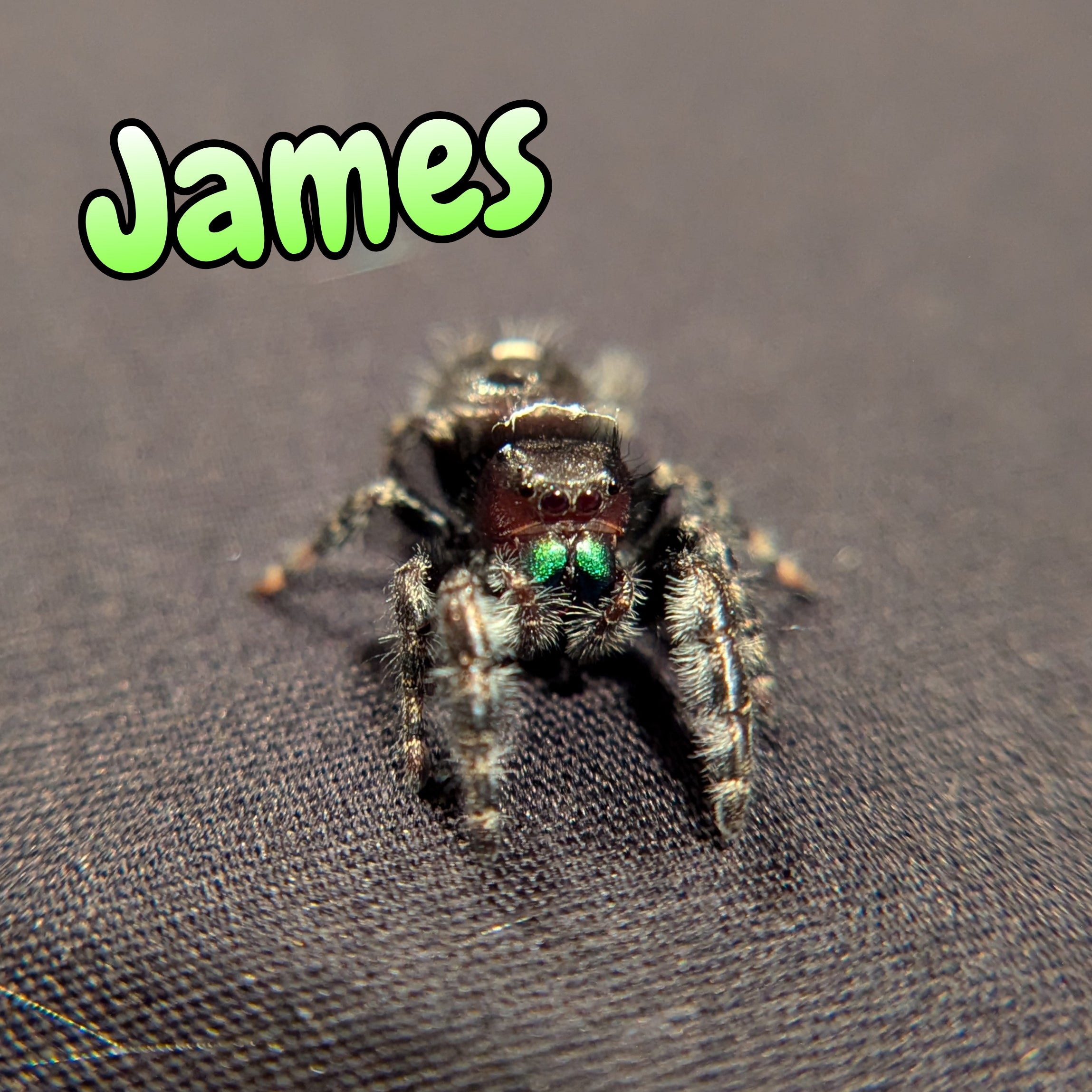 Audax Jumping Spider "James"