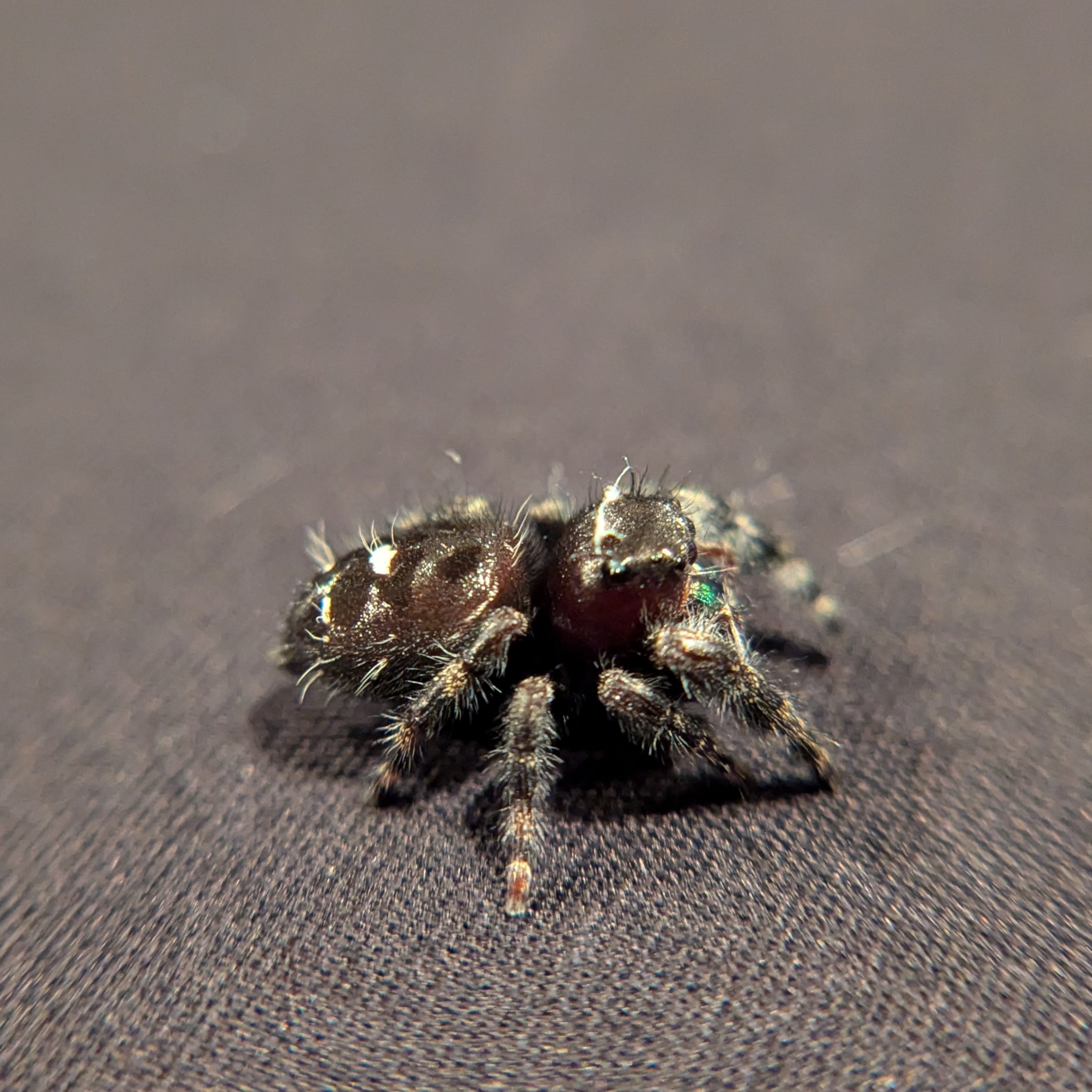 Audax Jumping Spider "James"