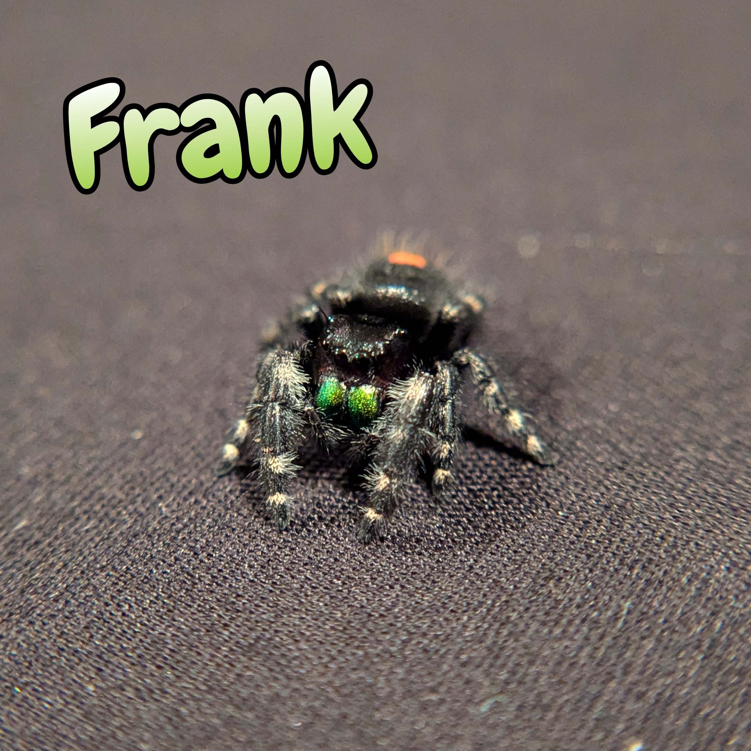 Audax Jumping Spider "Frank"