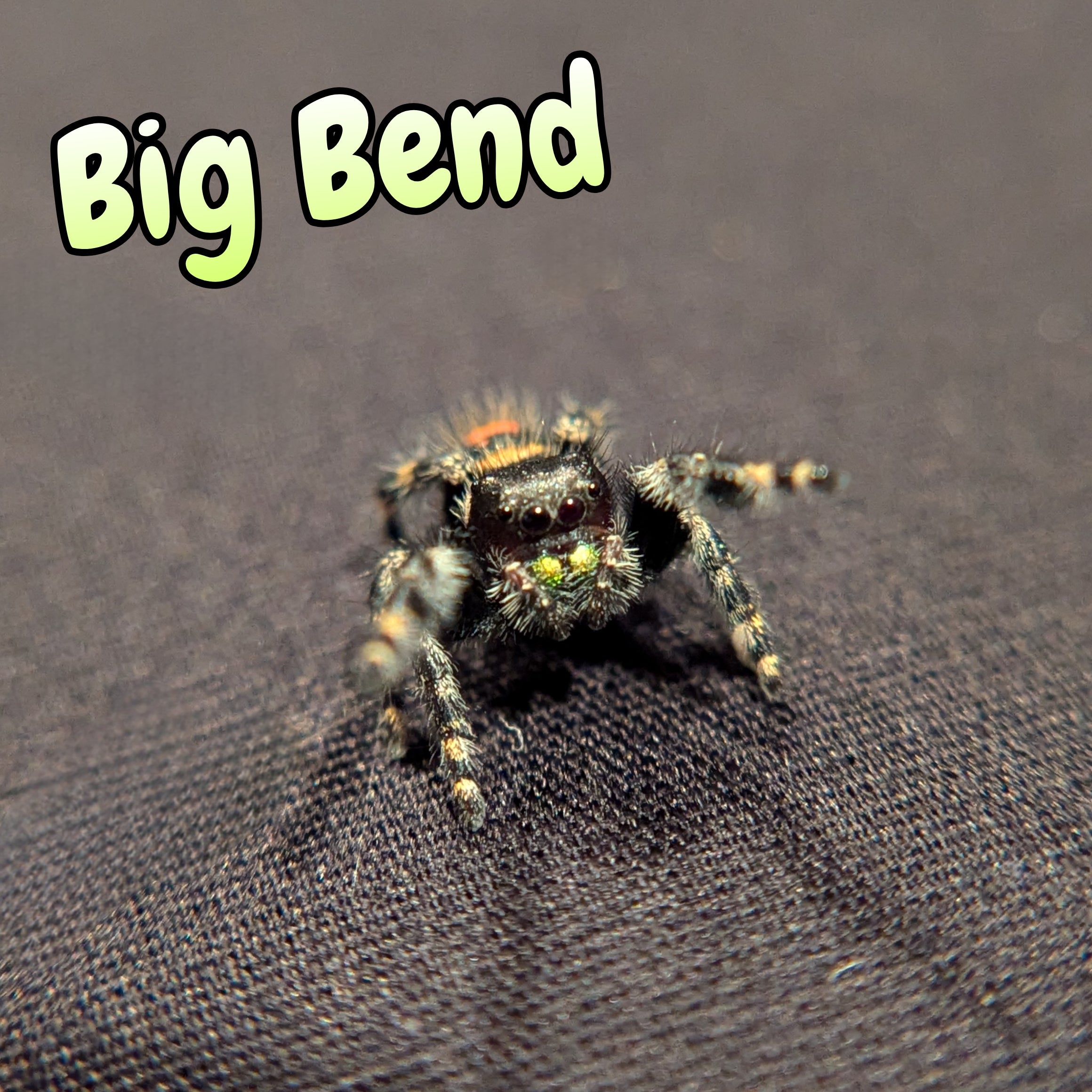 Audax Jumping Spider (Big Bend)