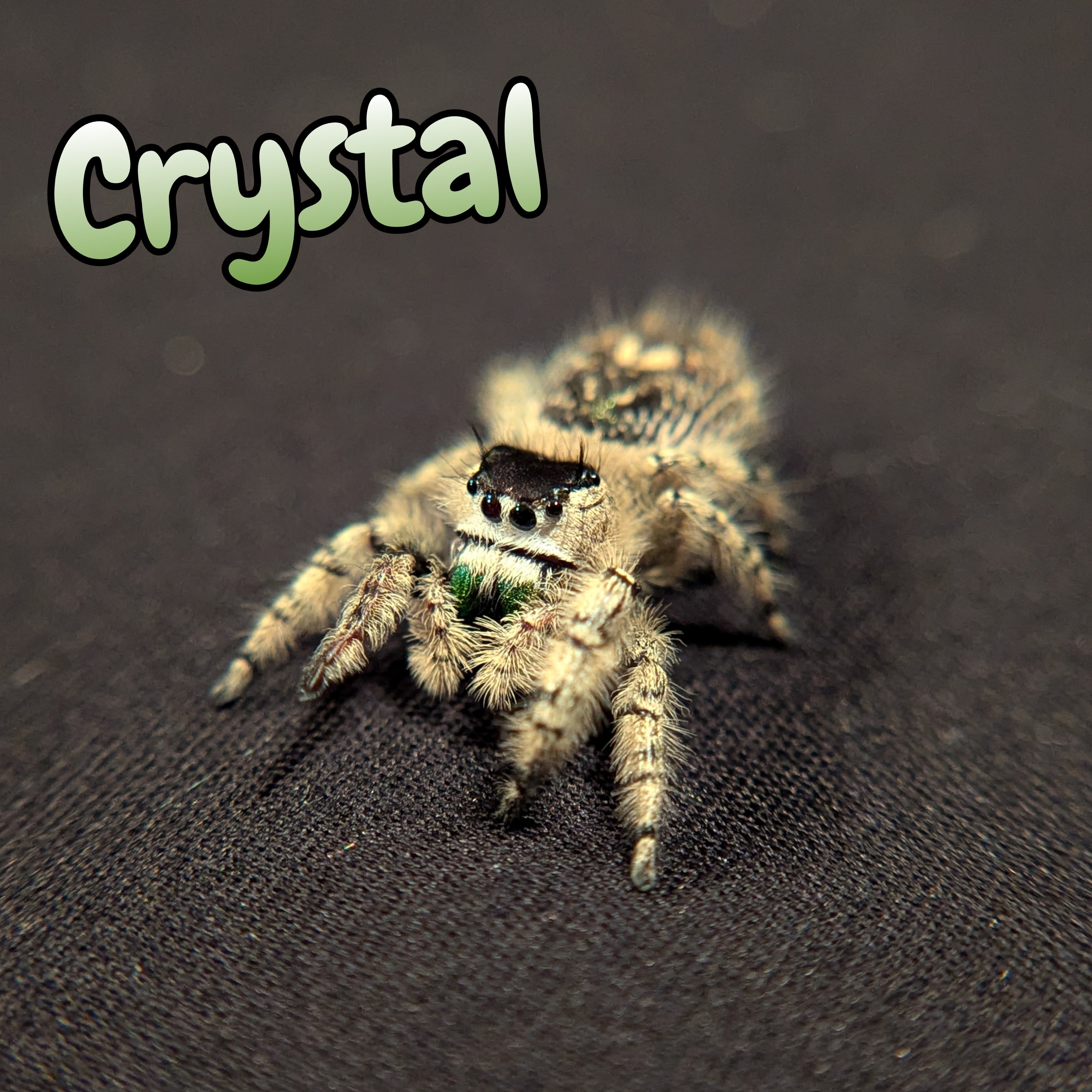 Otiosus Jumping Spider "Crystal" (High White)