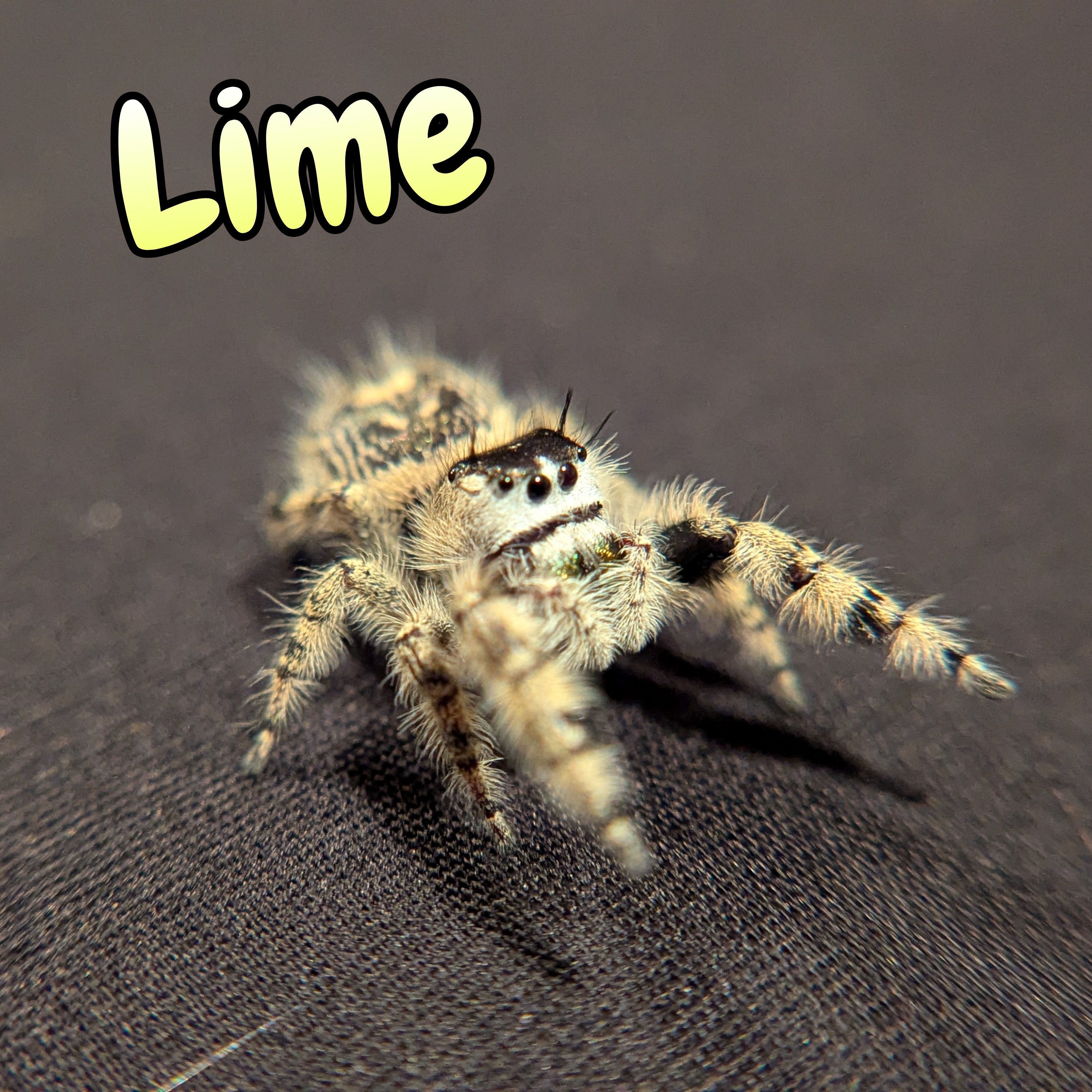 Otiosus Jumping Spider "Lime" (High White)