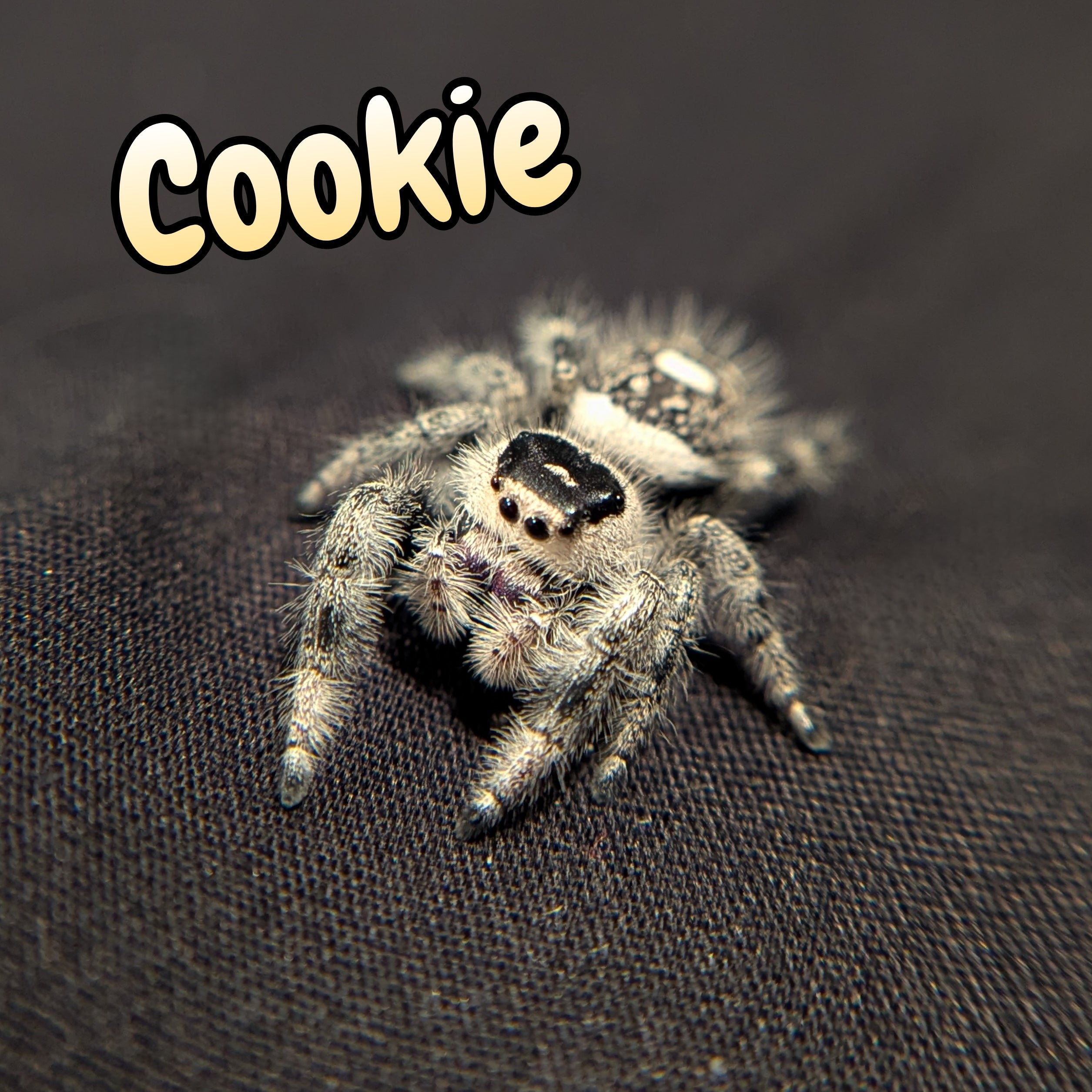 Regal Jumping Spider "Cookie"