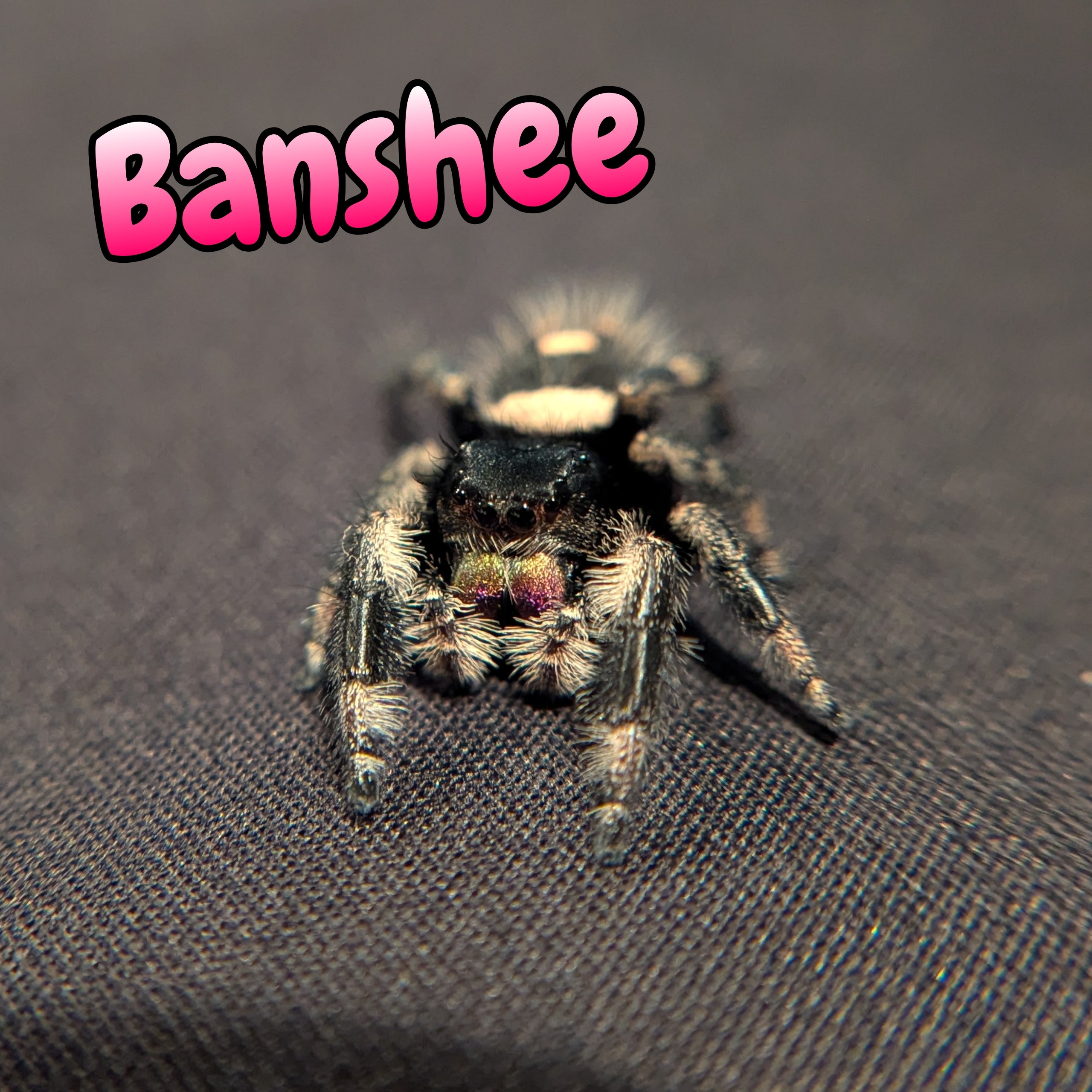 Regal Jumping Spider "Banshee"