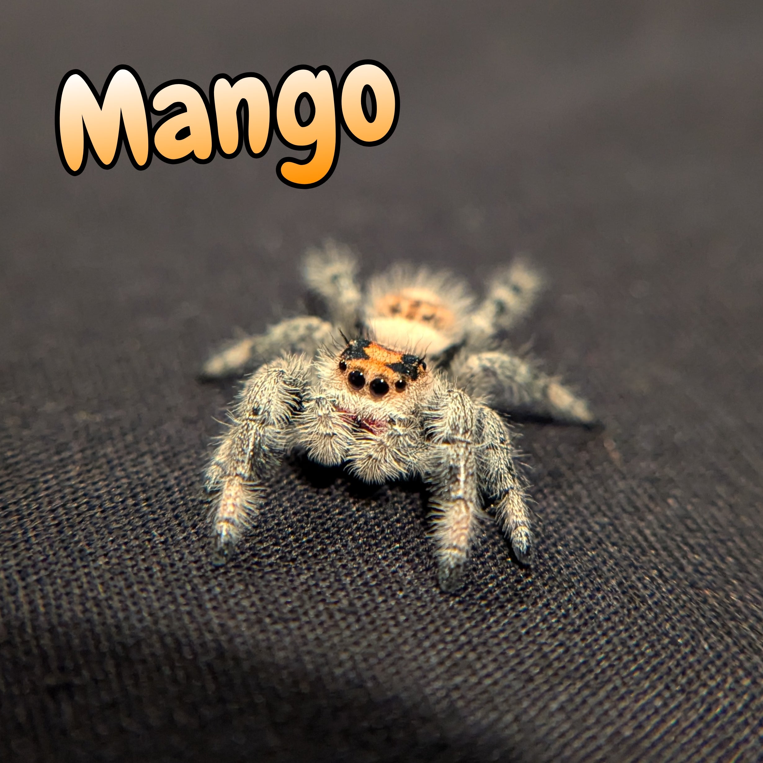 Regal Jumping Spider "Mango"