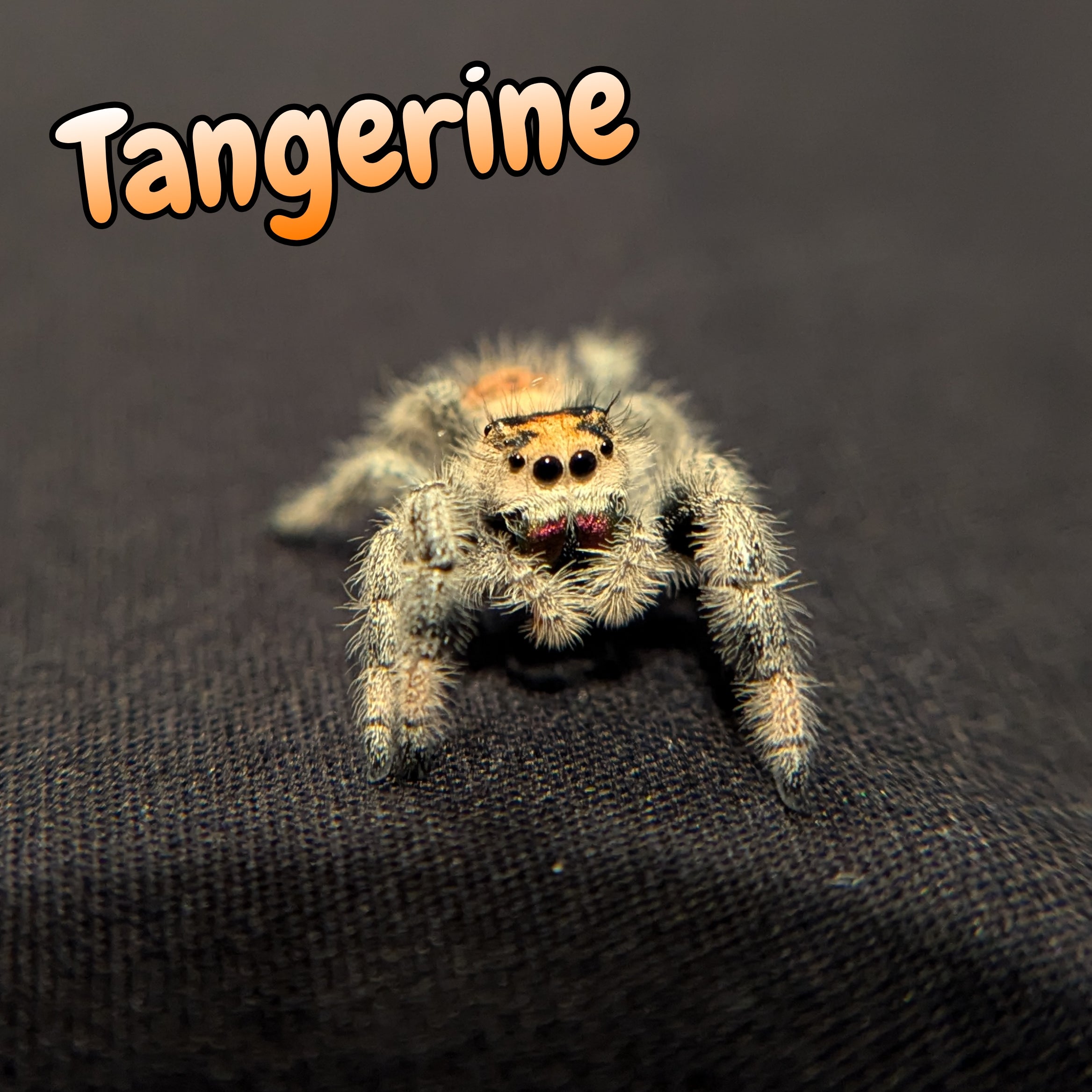 Regal Jumping Spider "Tangerine"