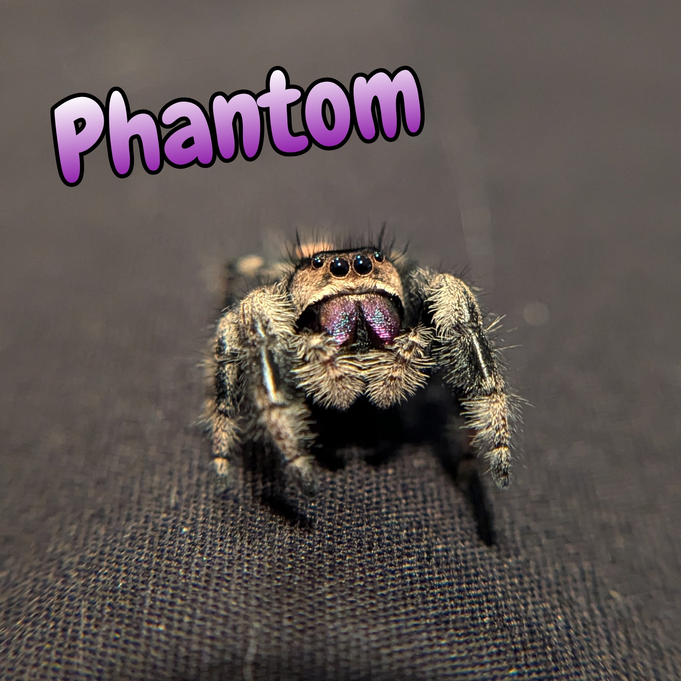 Regal Jumping Spider "Phantom" Dark Phase