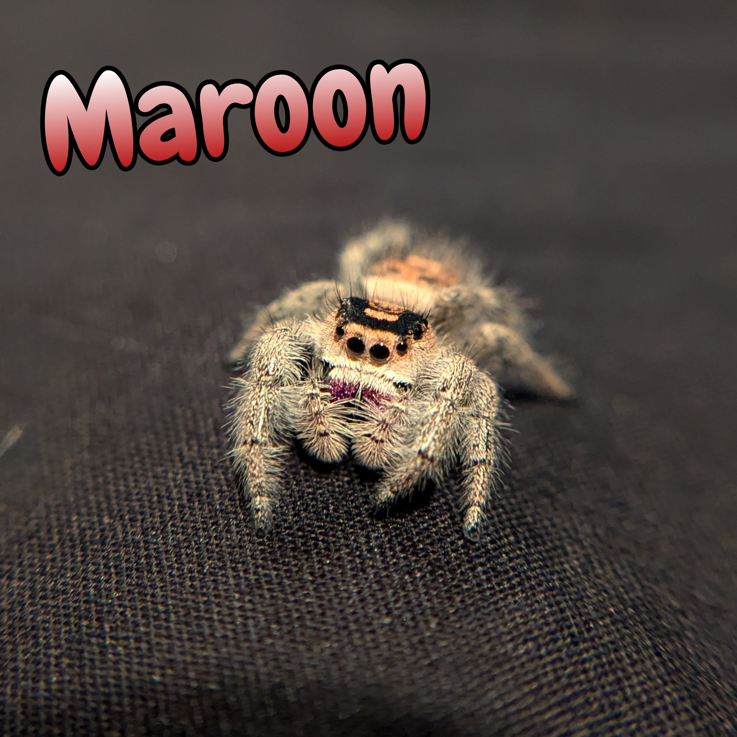 Regal Jumping Spider "Maroon"