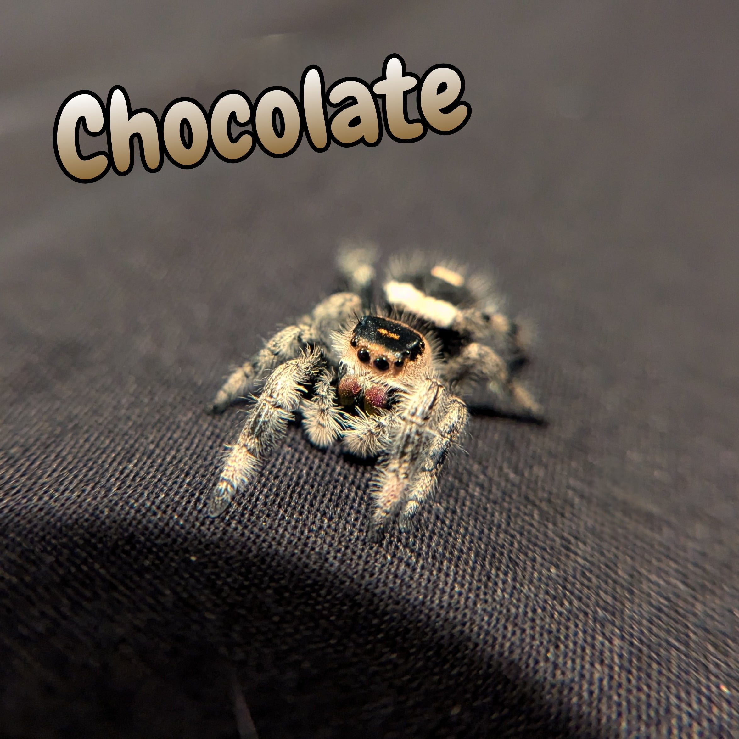 Regal Jumping Spider "Chocolate"