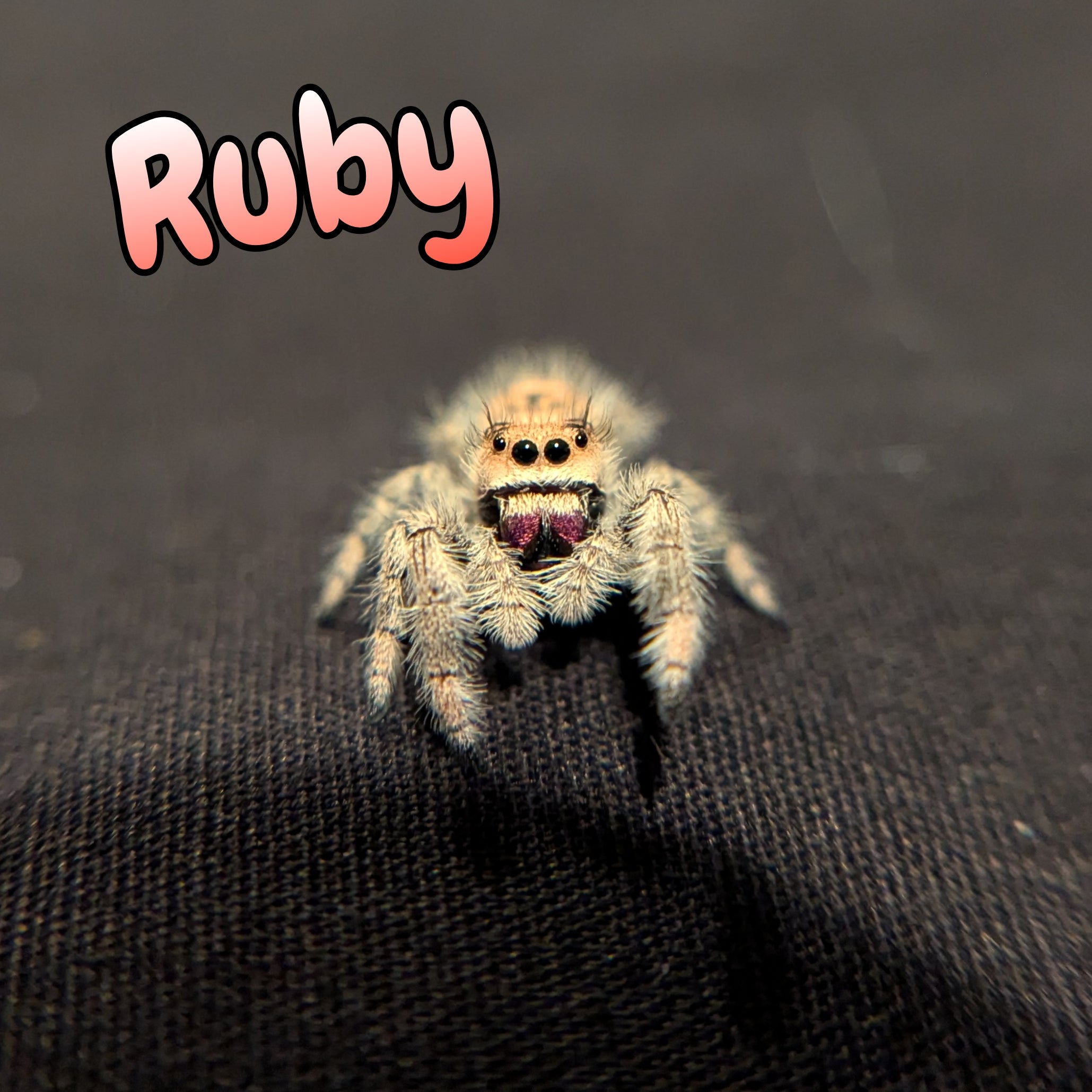 Regal Jumping Spider "Ruby"