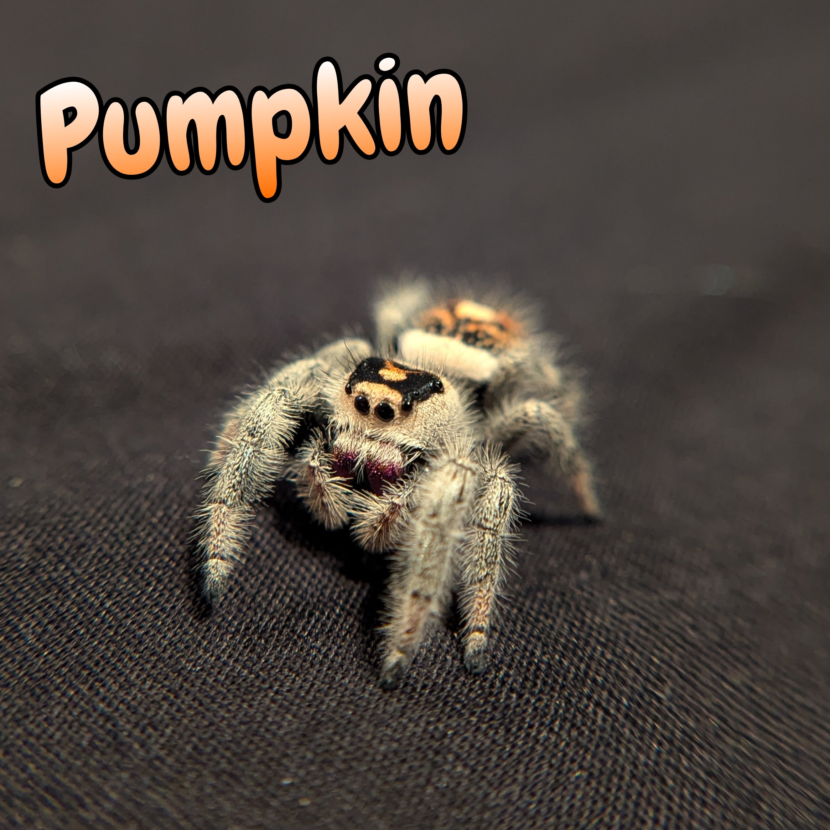 Regal Jumping Spider "Pumpkin"