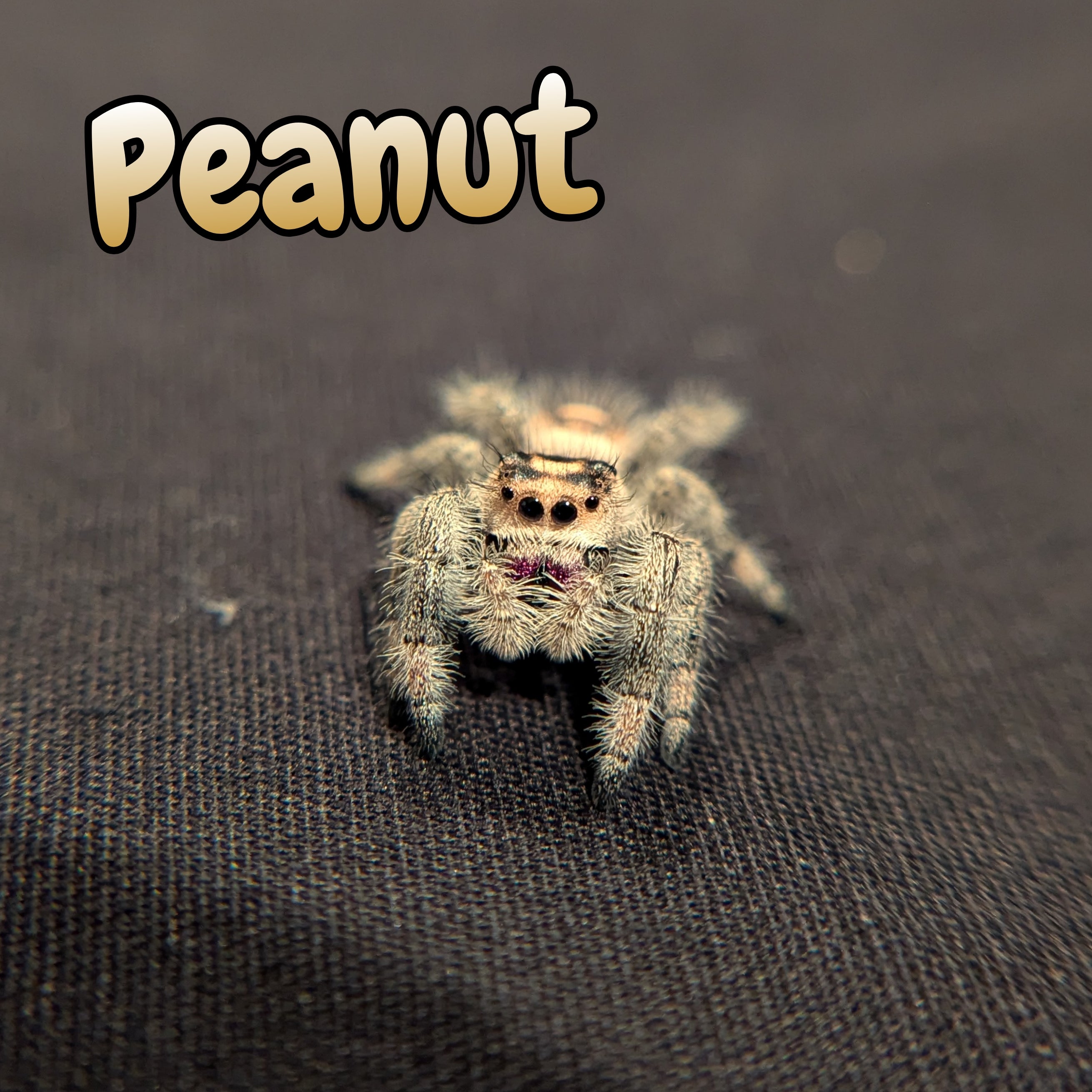 Regal Jumping Spider "Peanut"