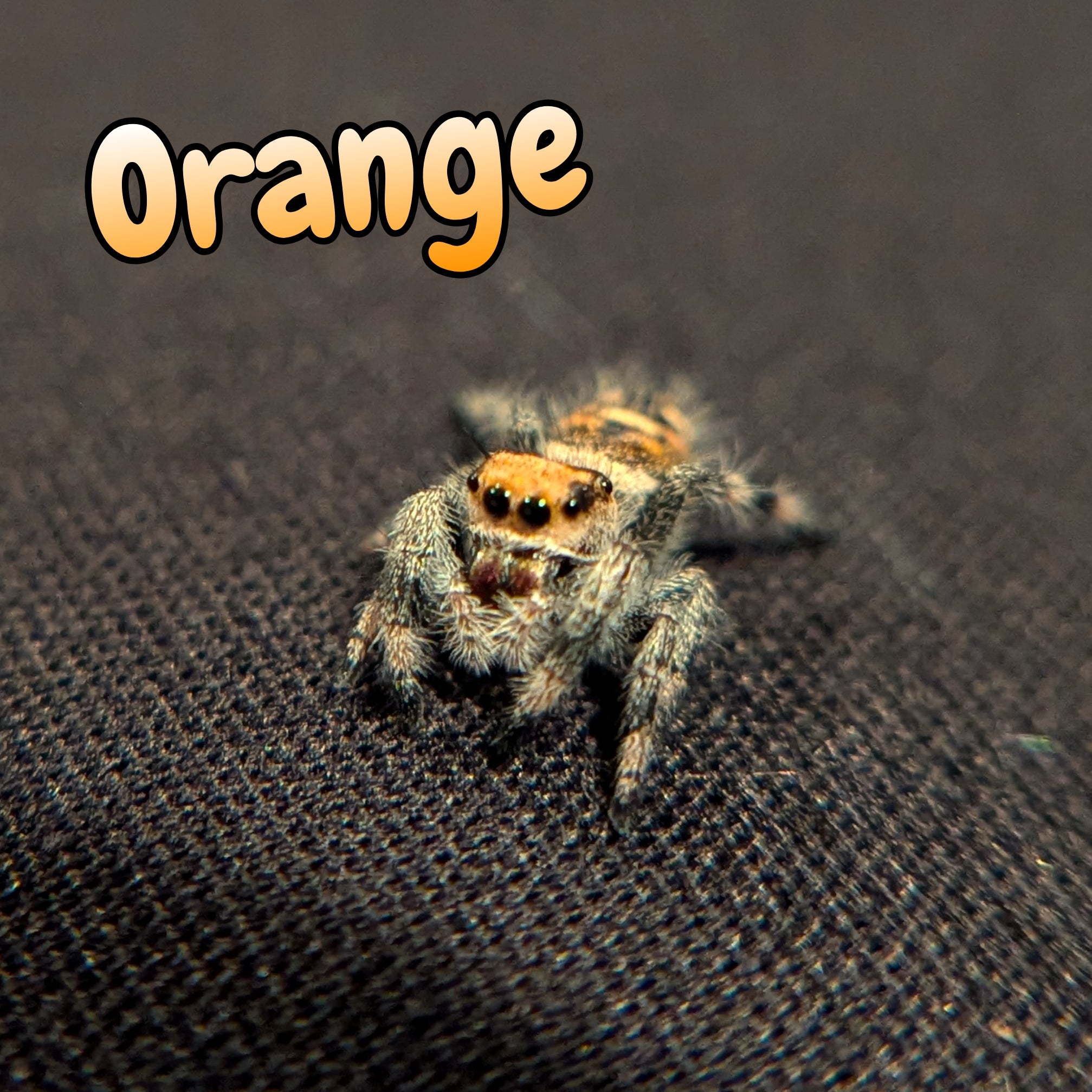 Regal Jumping Spider "Orange"