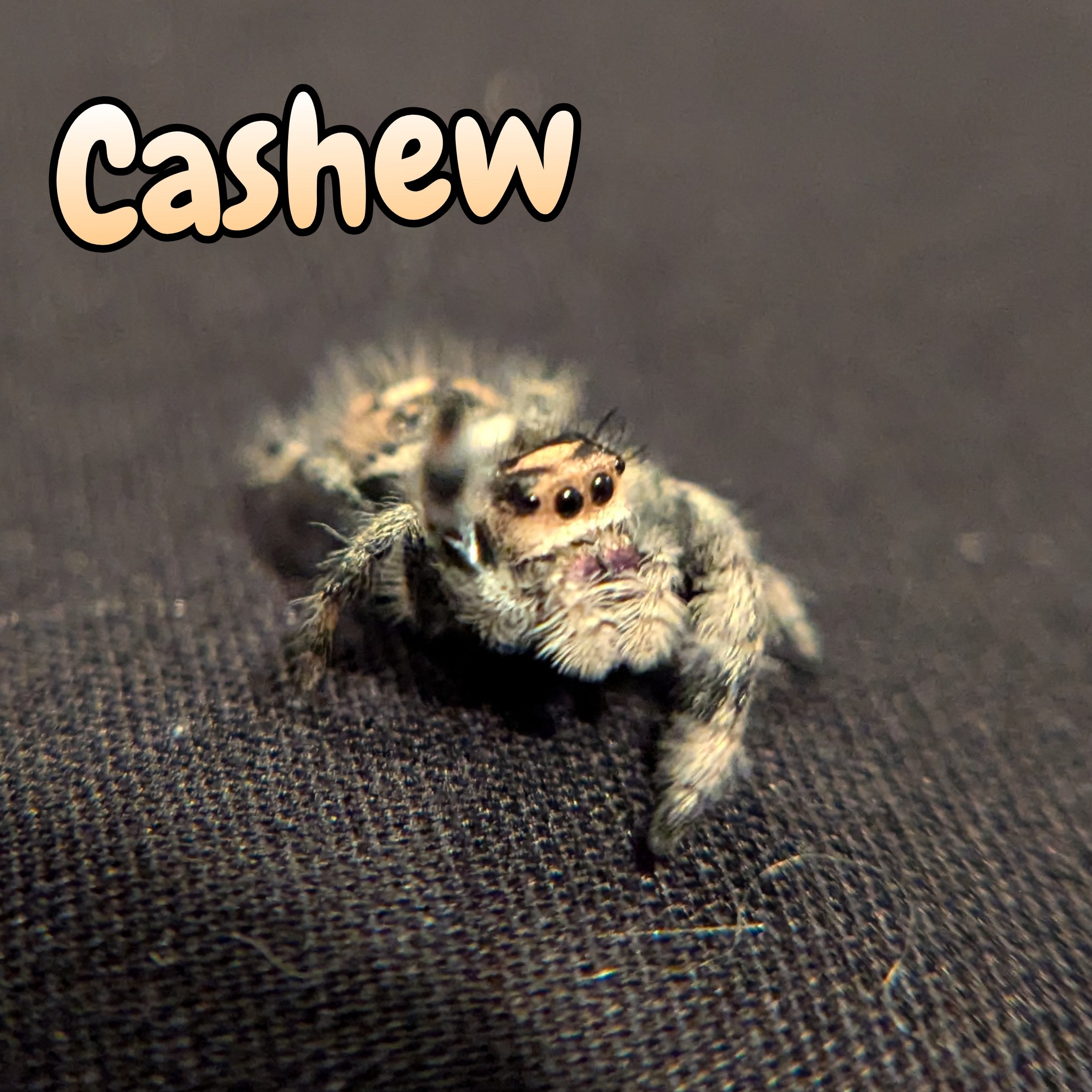 Regal Jumping Spider "Cashew"