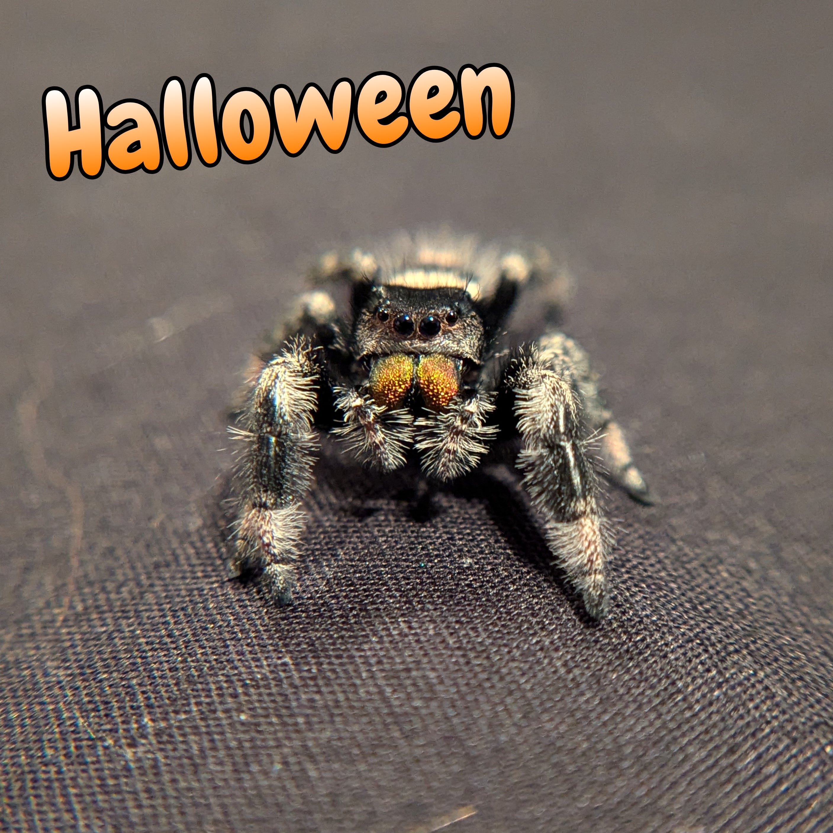 Regal Jumping Spider "Halloween"