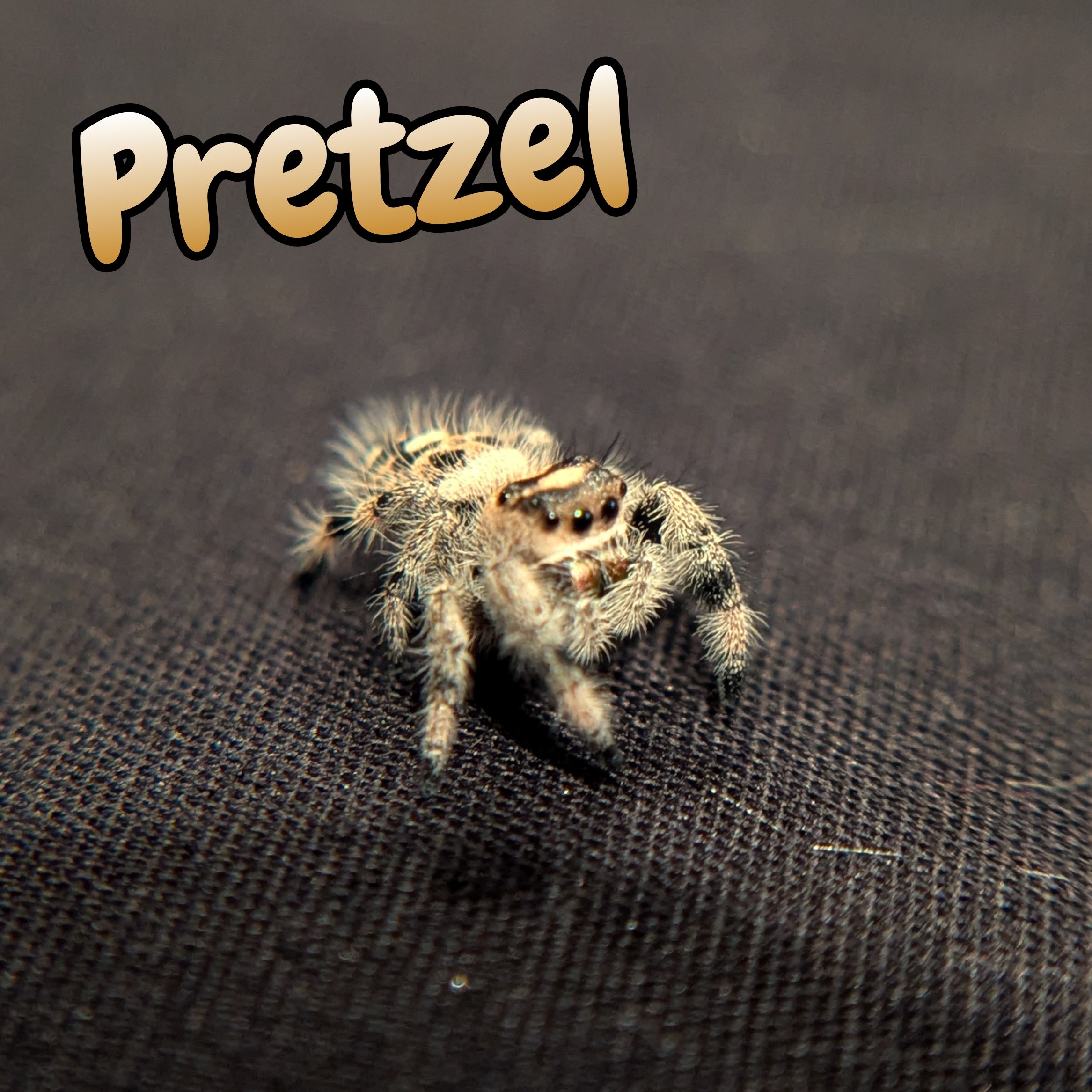 Regal Jumping Spider "Pretzel"