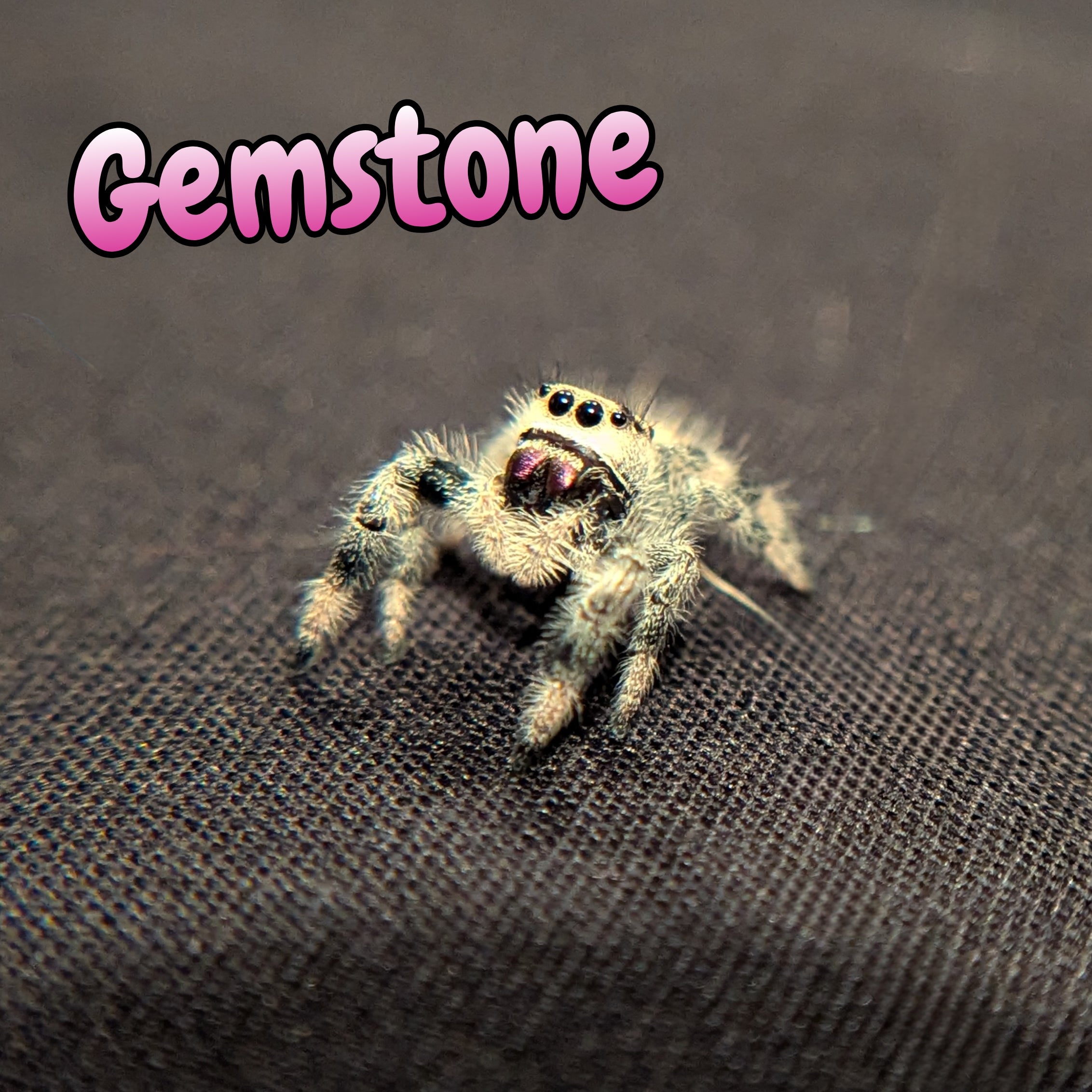 Regal Jumping Spider "Gemstone"