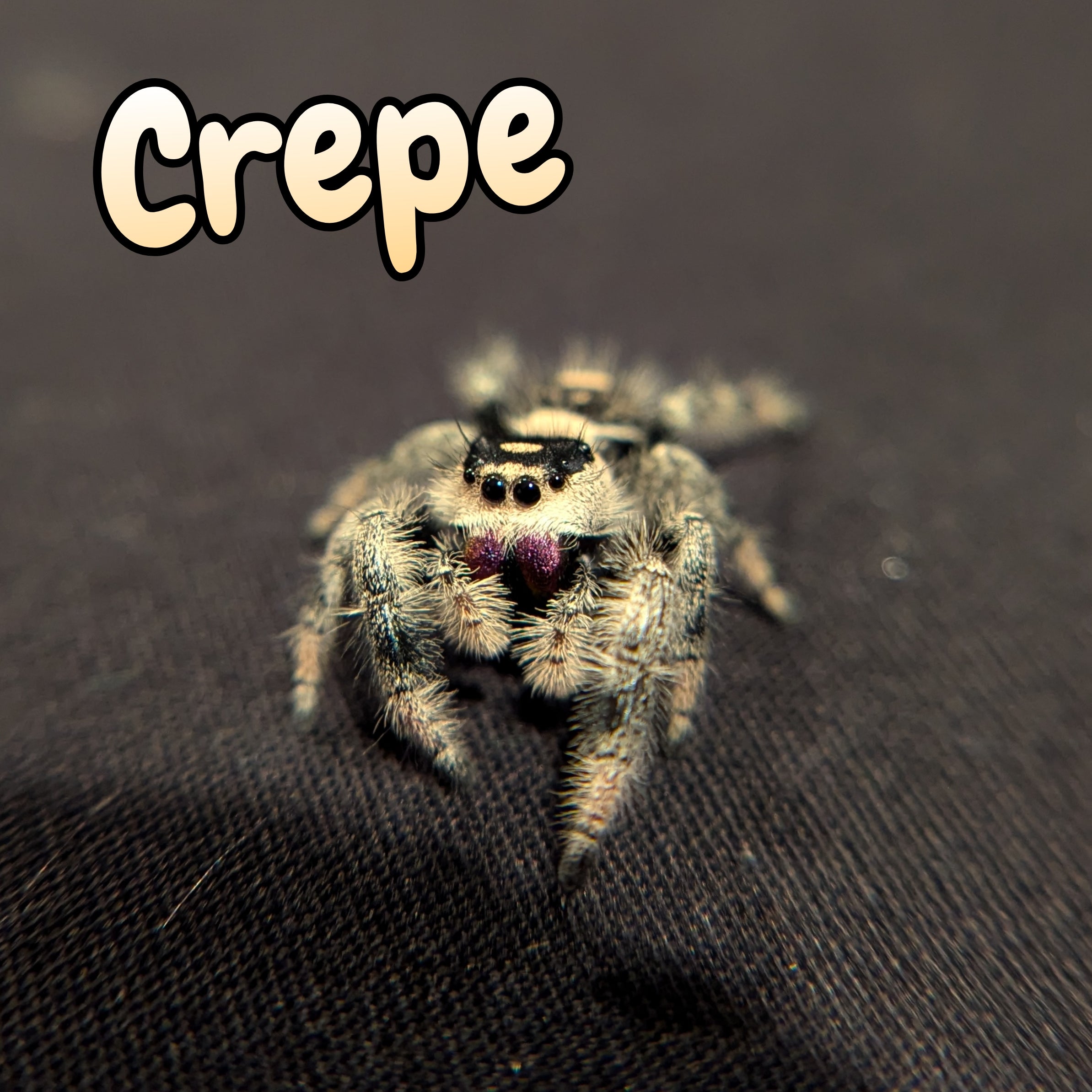 Regal Jumping Spider "Crepe"