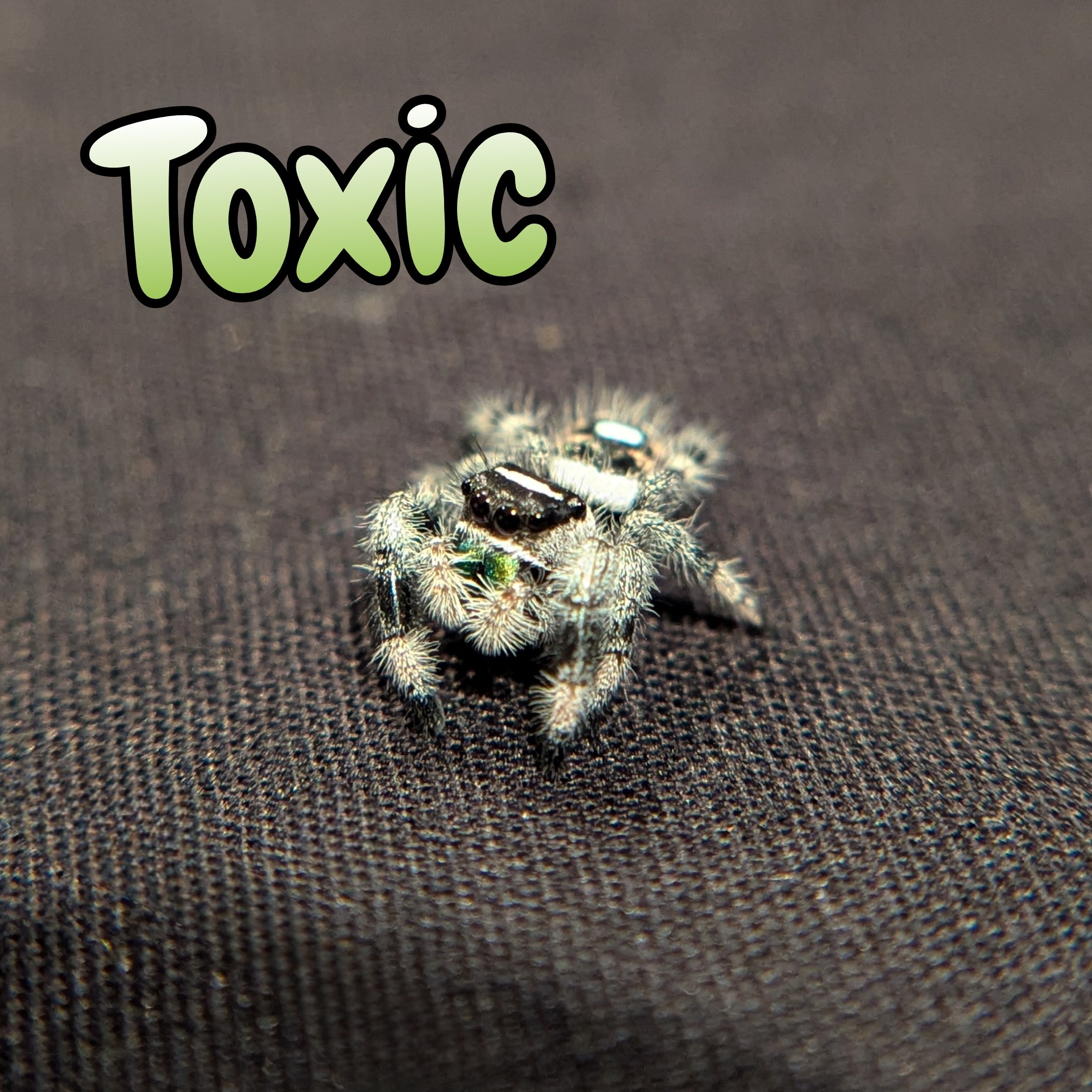 Regal Jumping Spider "Toxic"