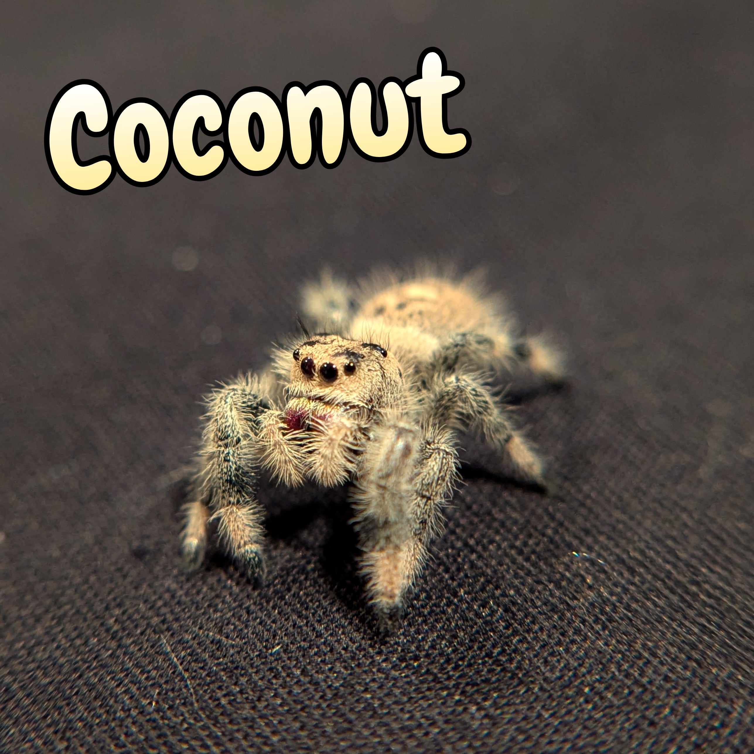 Regal Jumping Spider "Coconut"