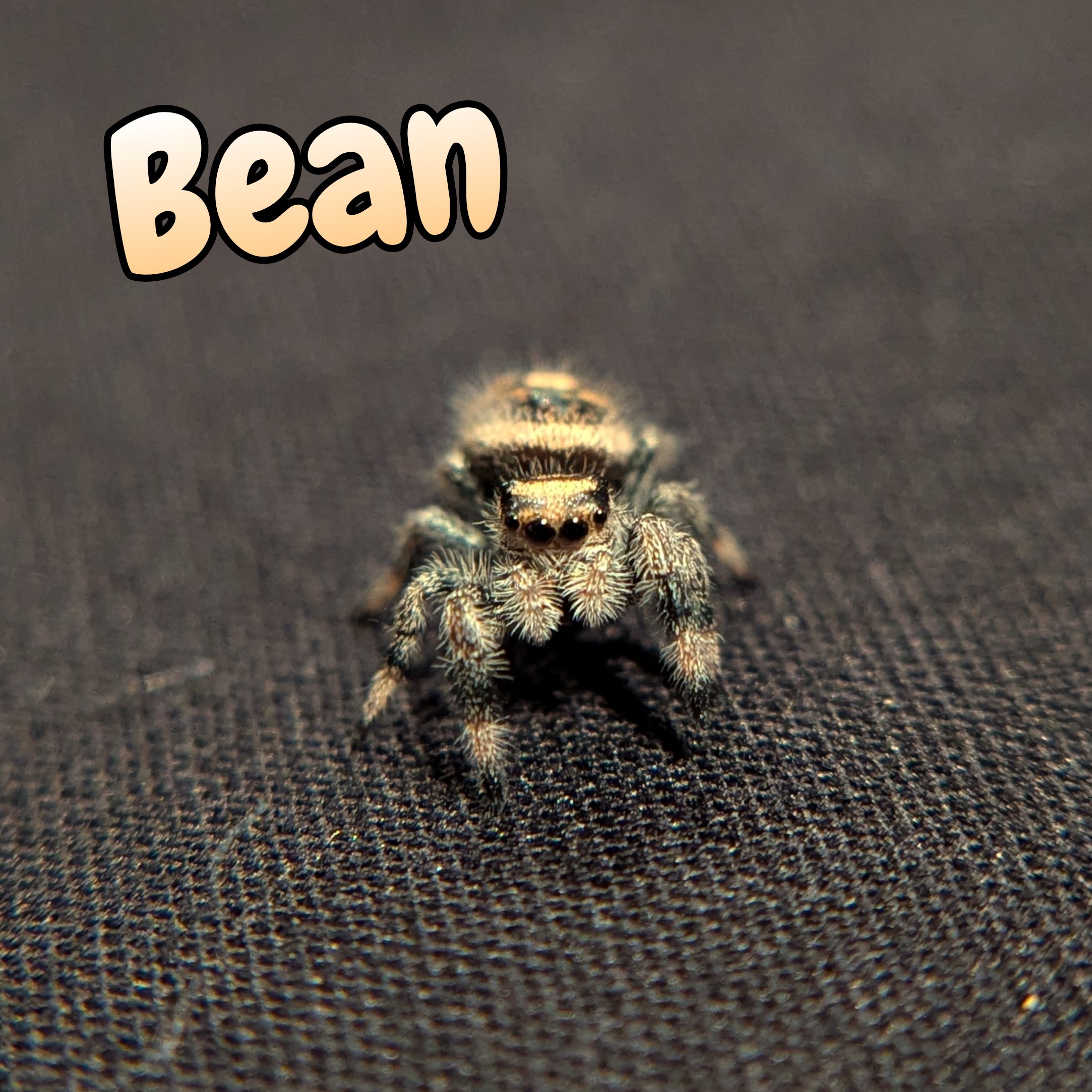 Regal Jumping Spider "Bean"