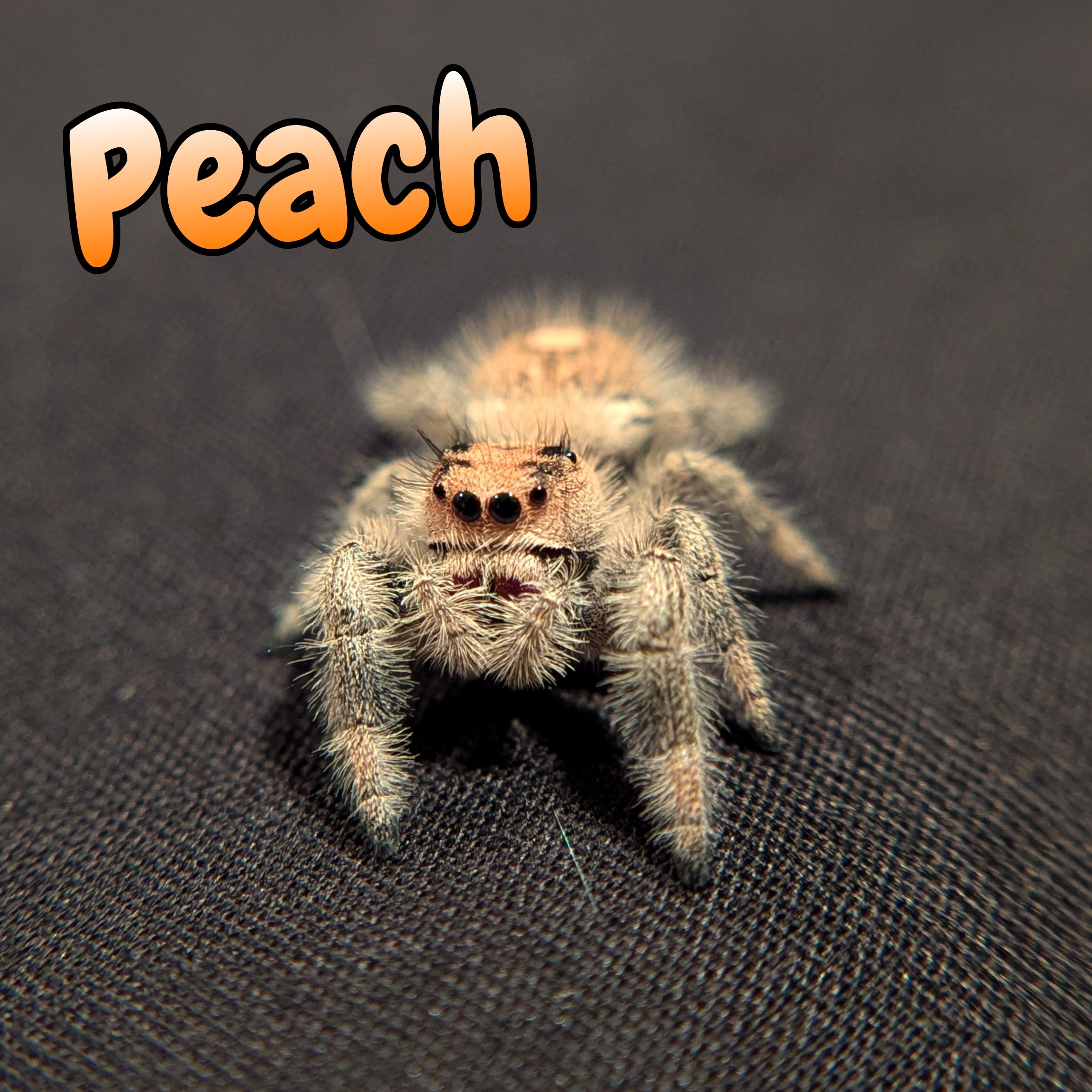 Regal Jumping Spider "Peach"