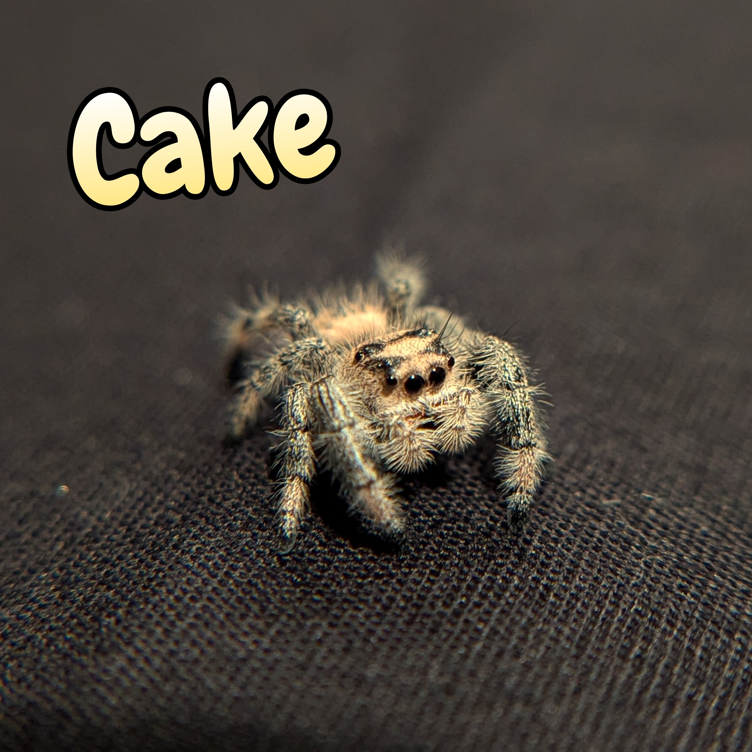 Regal Jumping Spider "Cake"