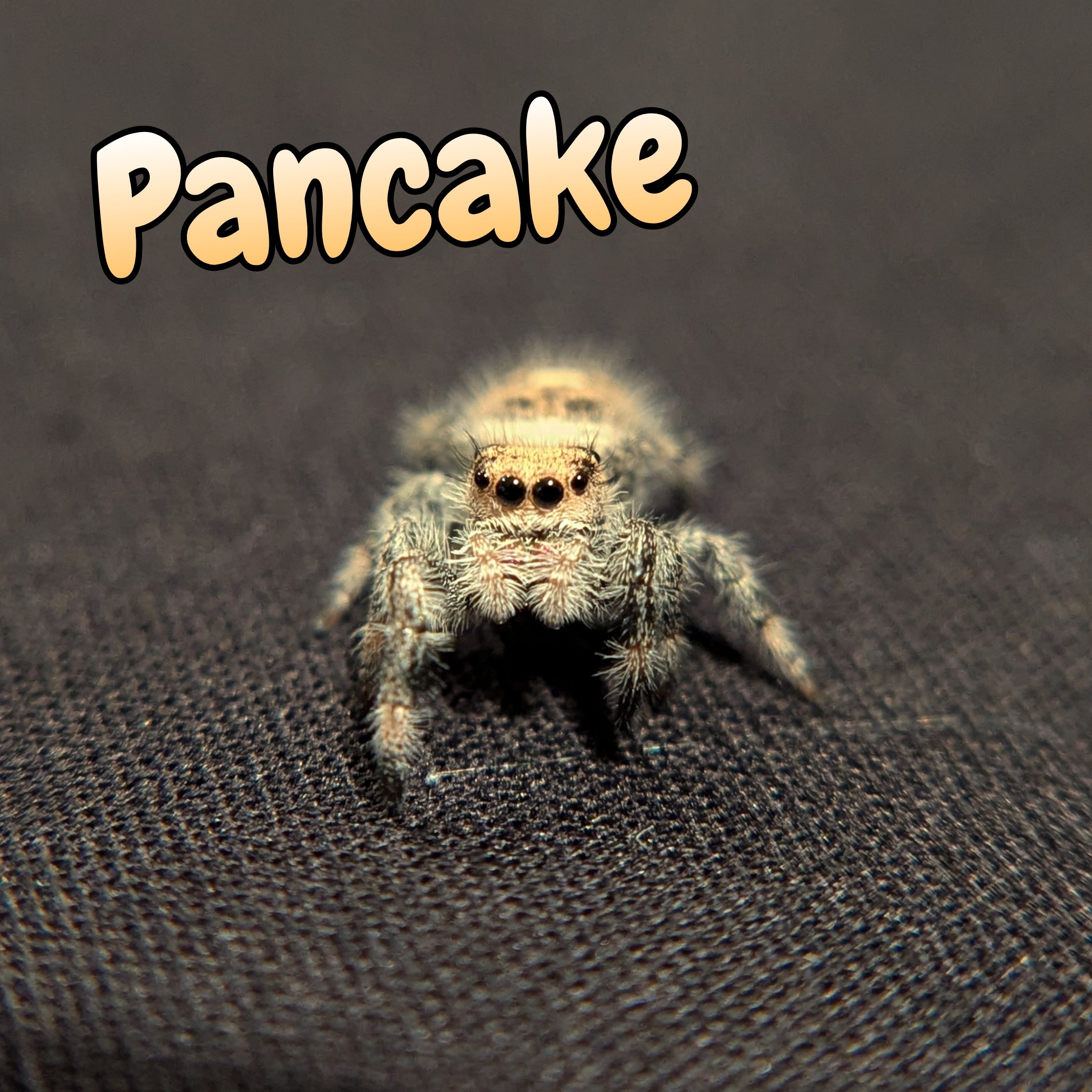 Regal Jumping Spider "Pancake"