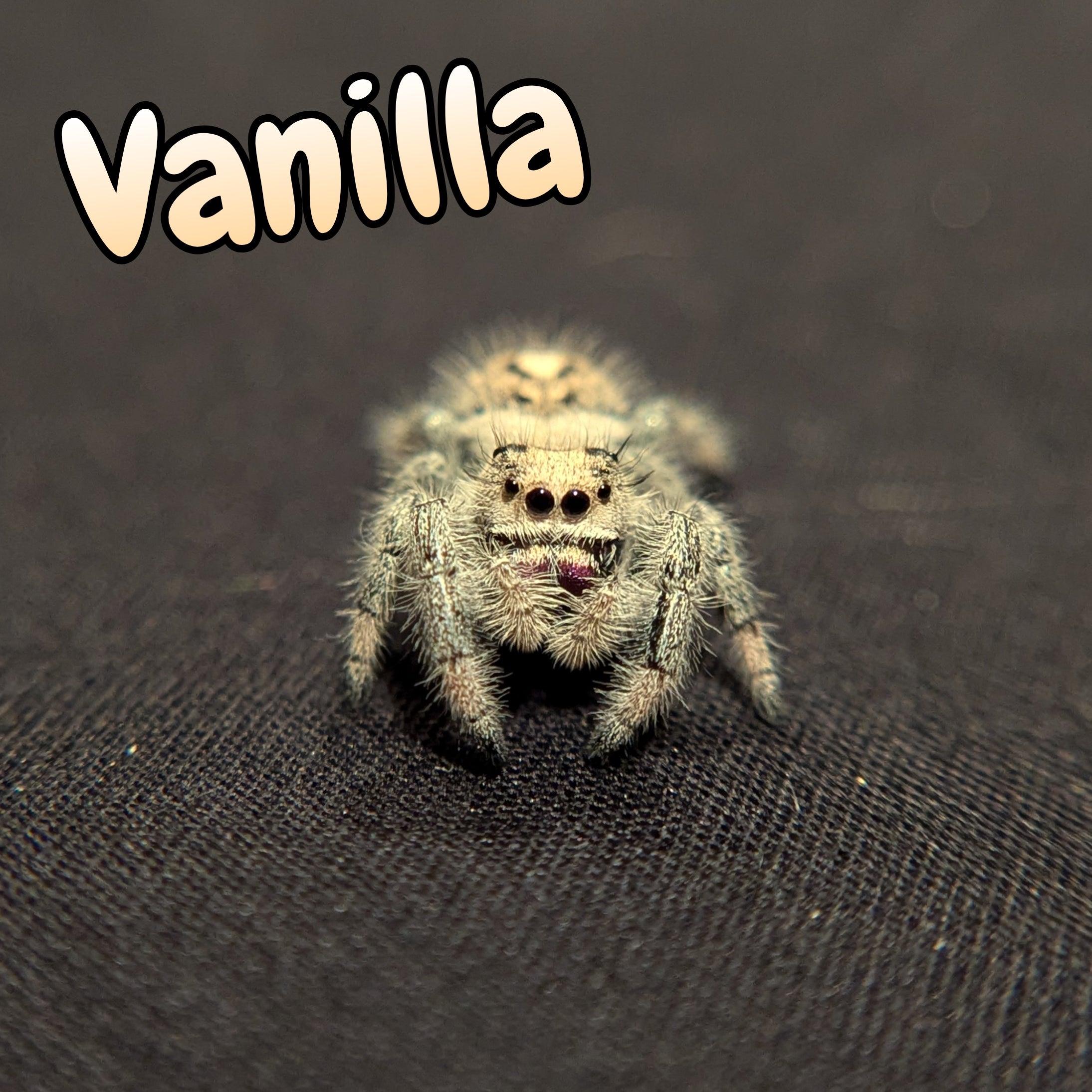 Regal Jumping Spider "Vanilla"